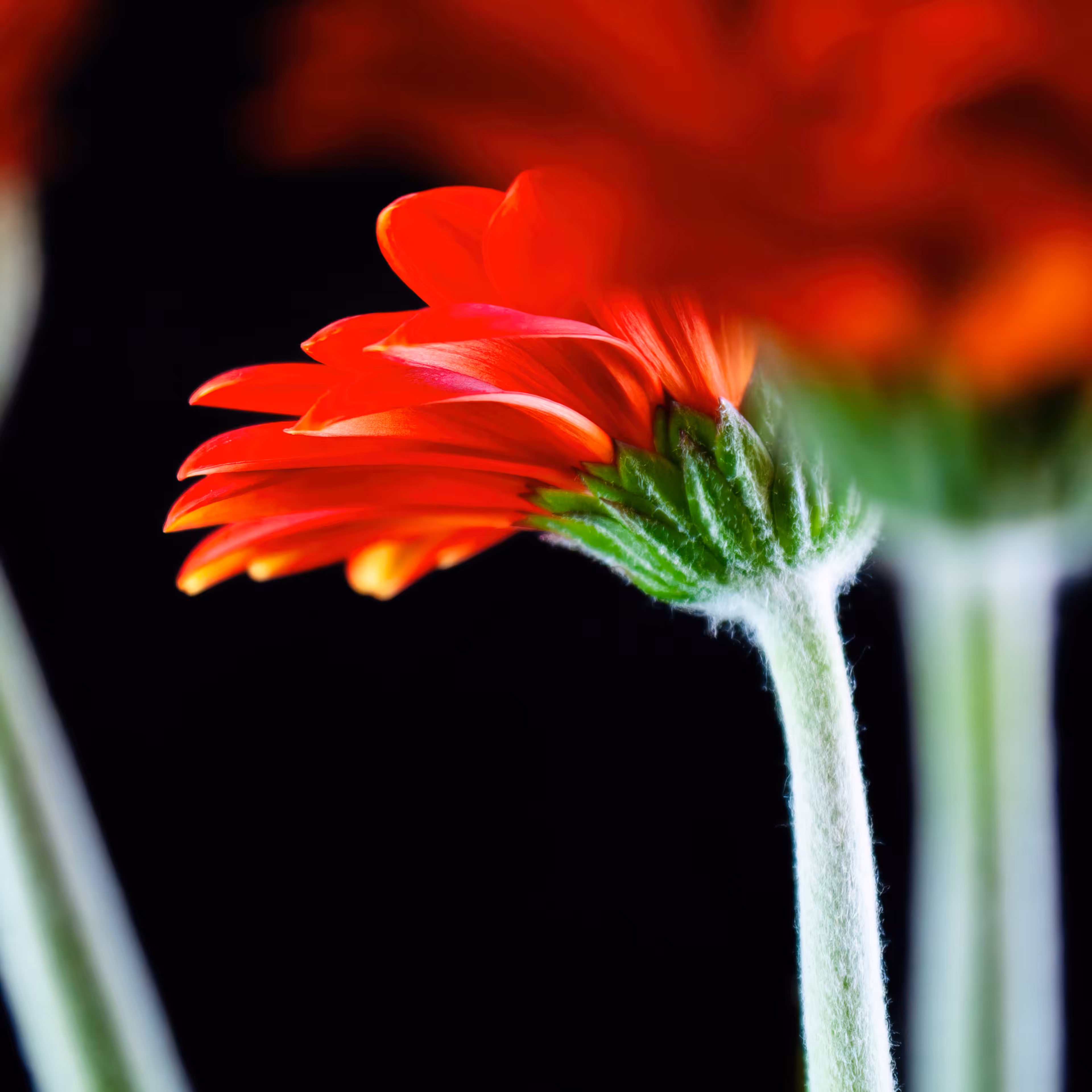 A Fresh Perspective