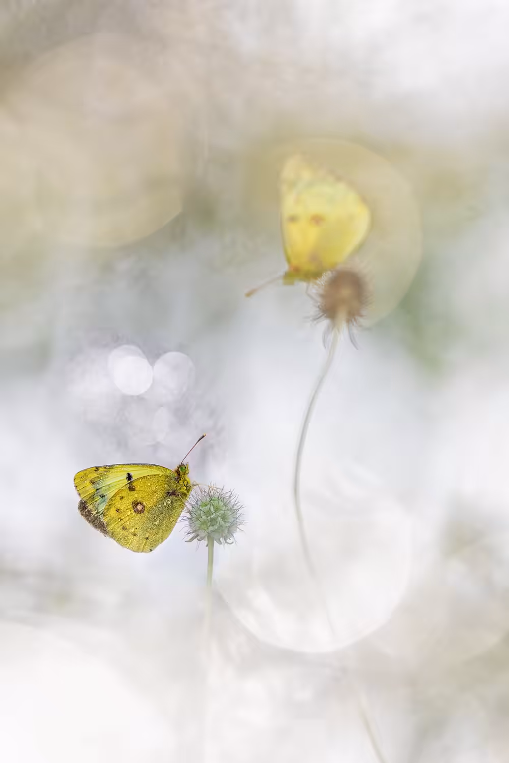 Clouded Beauties