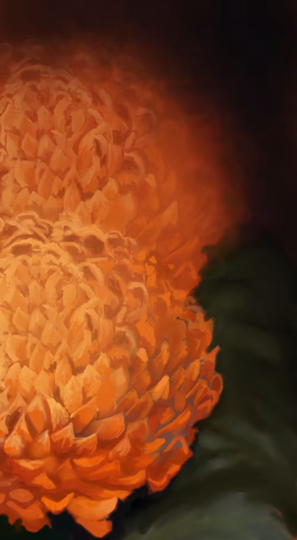 Chrysenthemum