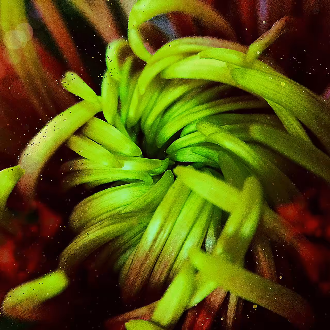 Flora from the Meta-Macroverse Vol. 1 - Animated Photo 3/3