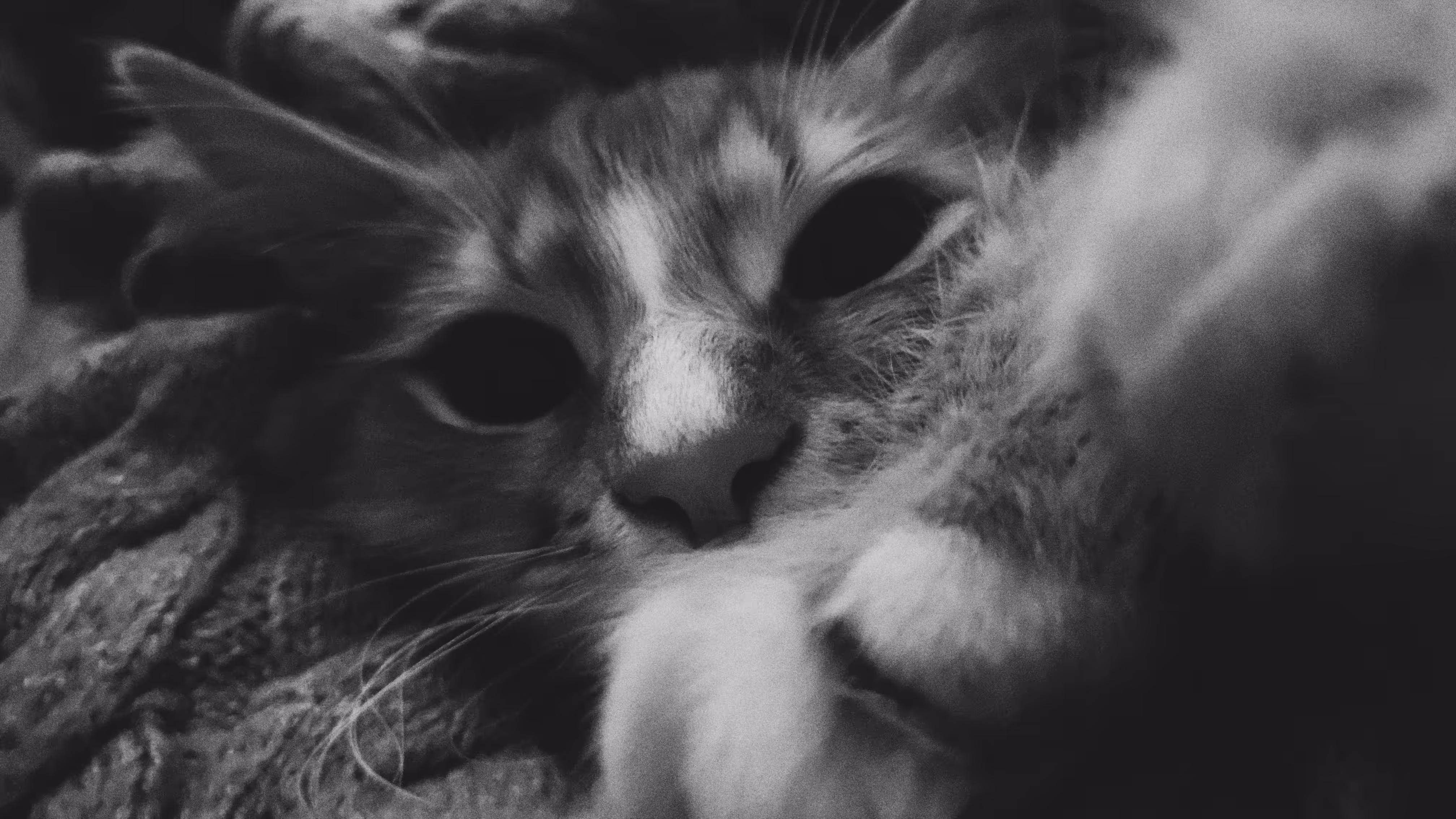 Lazy Bud