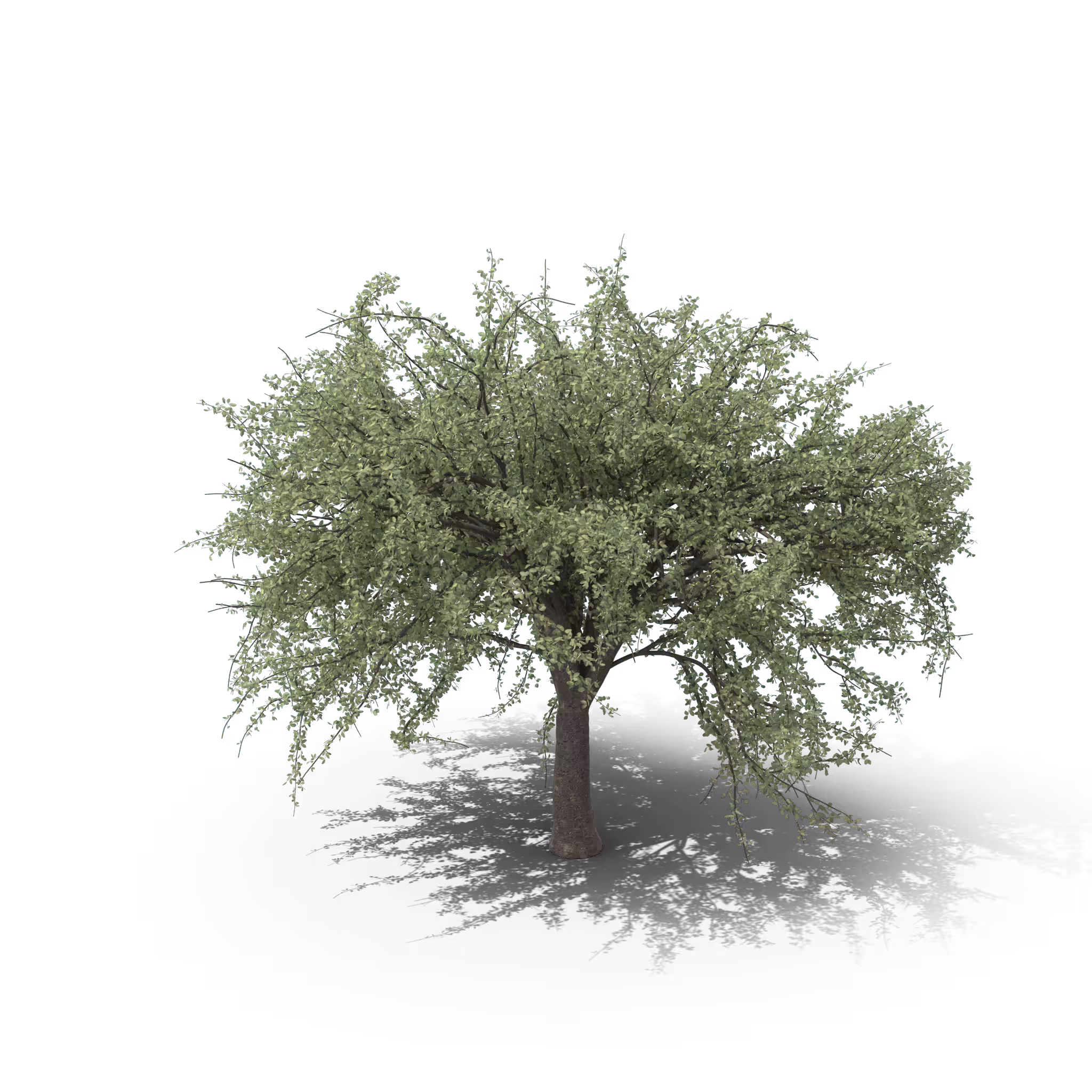 Your Tree #58