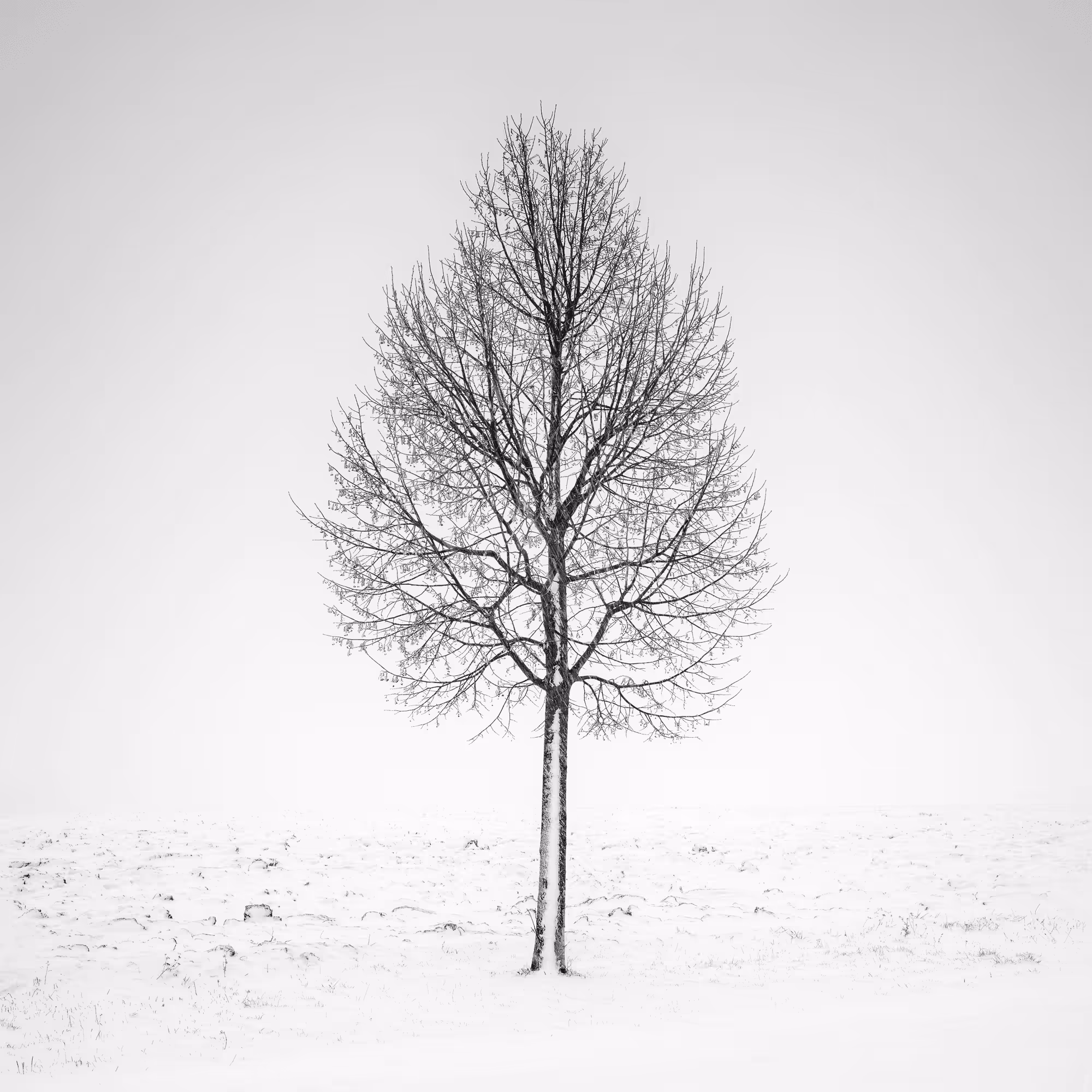 Sound of Silence #26