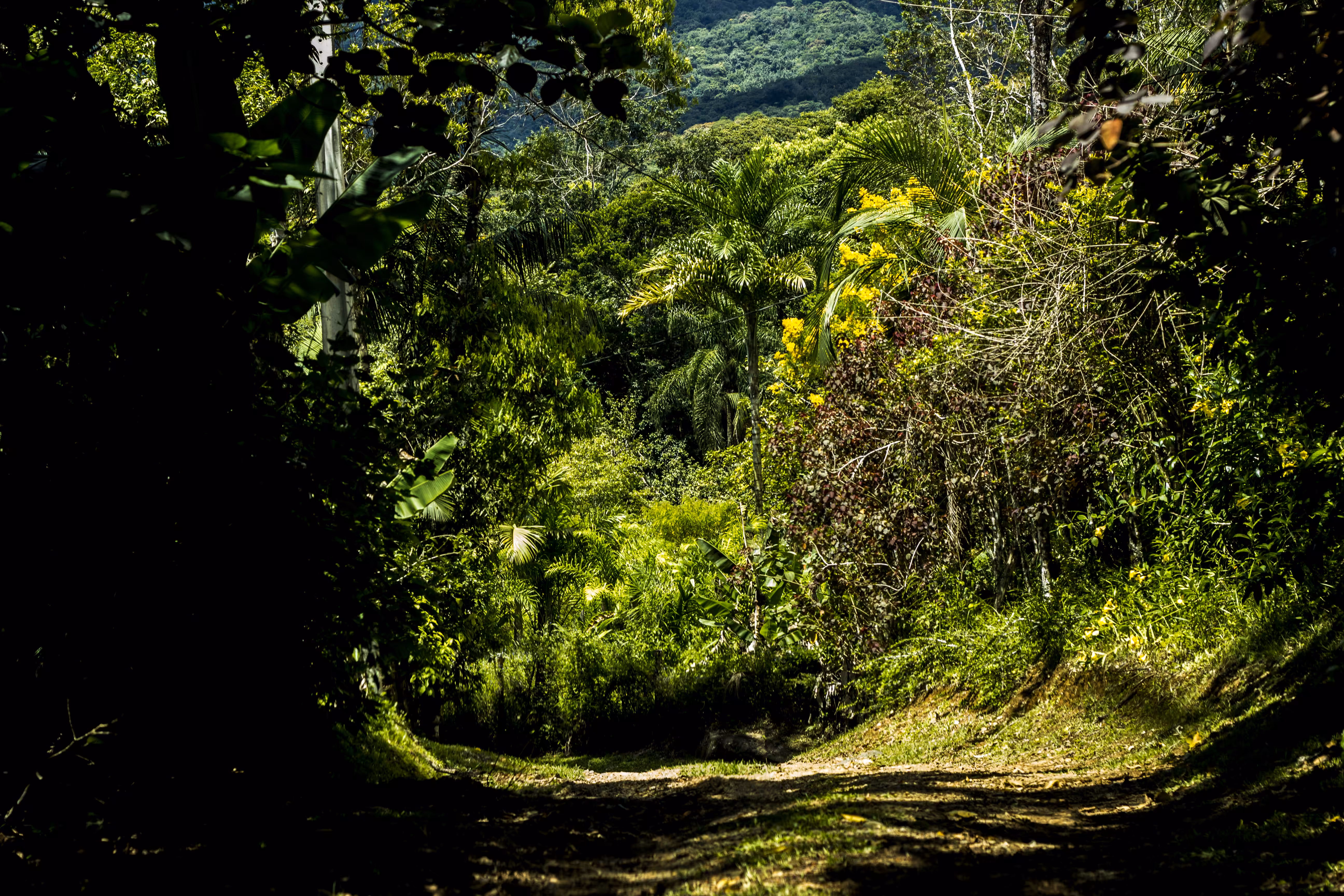 Ka'aguy