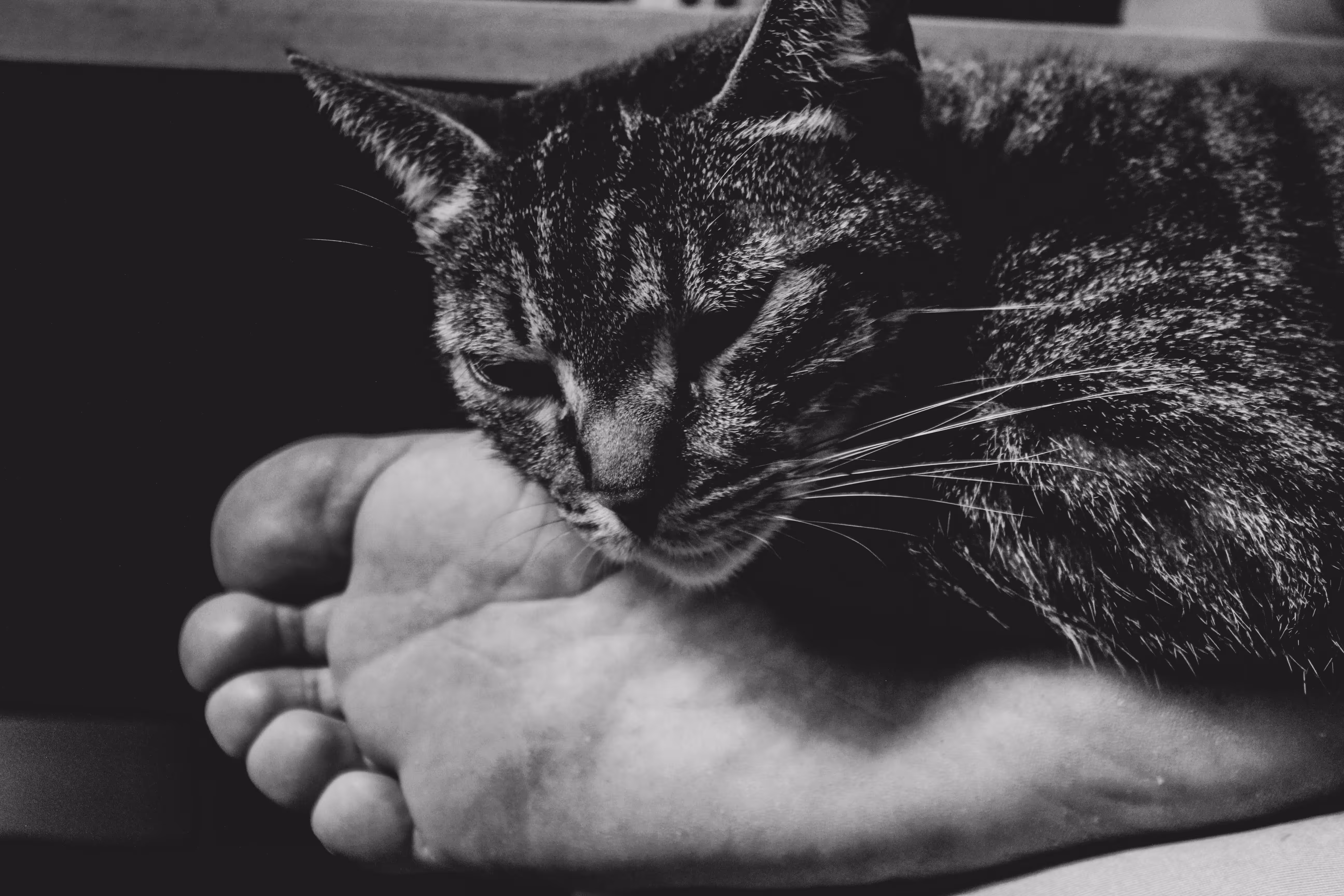Cat's rest