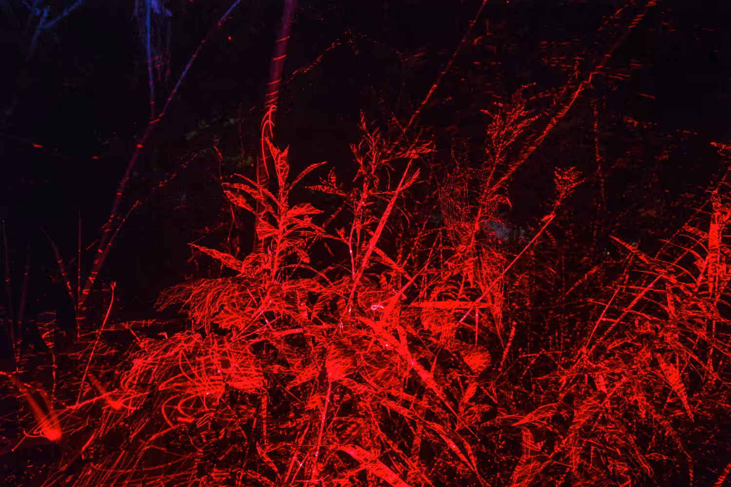 Effluesense: Wildflowers 