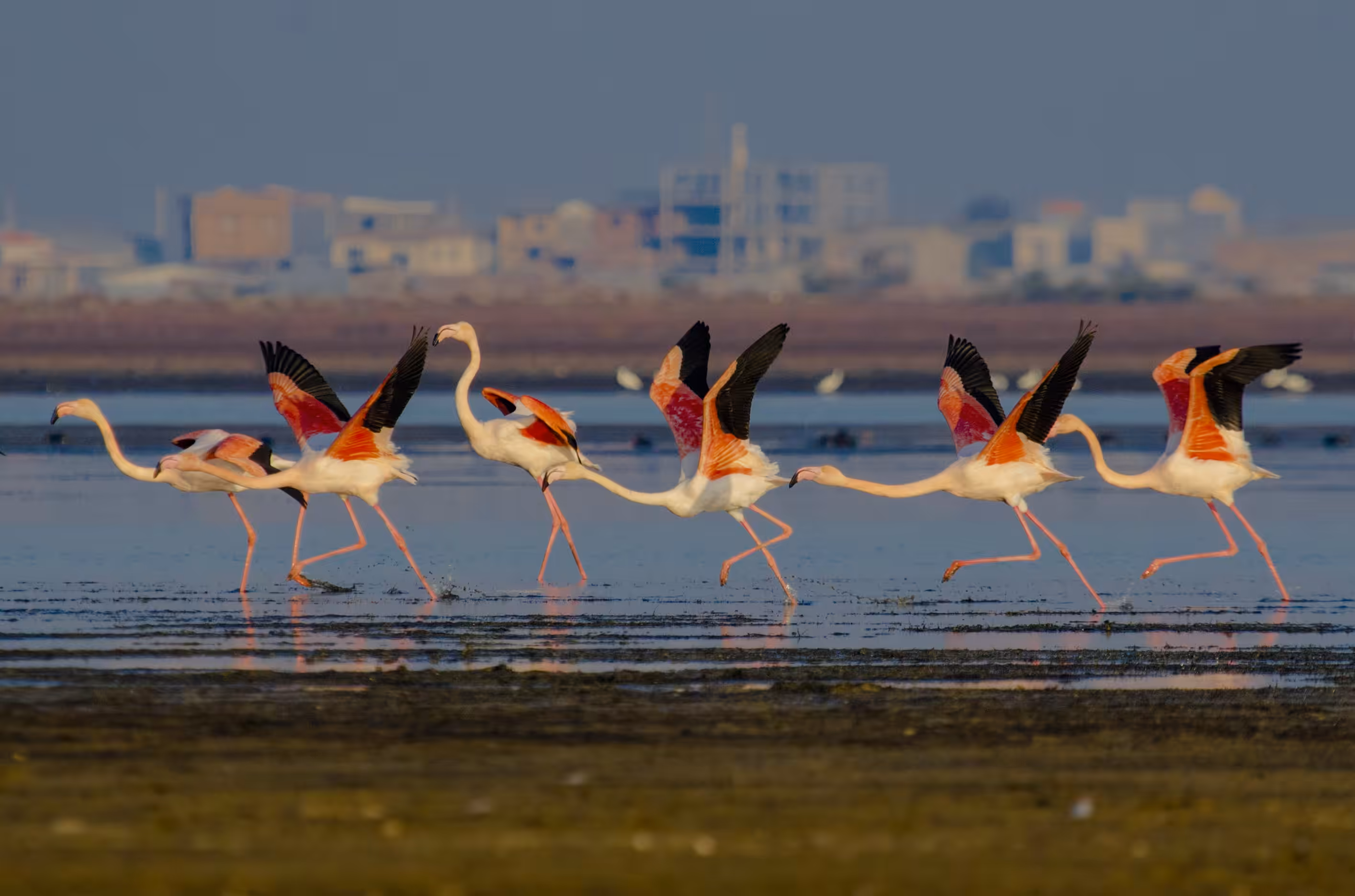 Pink Flight