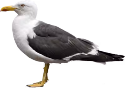 See Gull #1