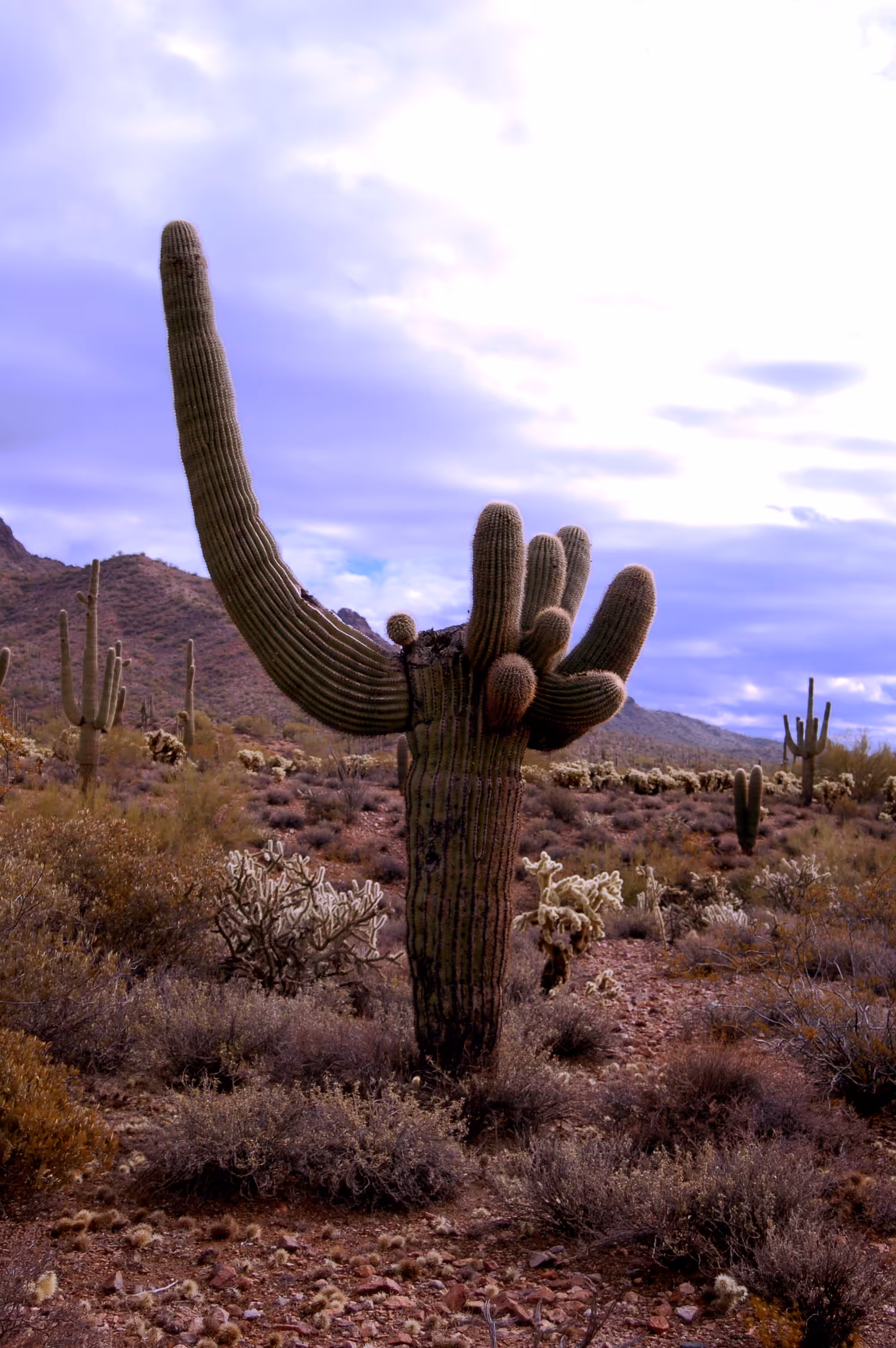 Cacti Portrait #3