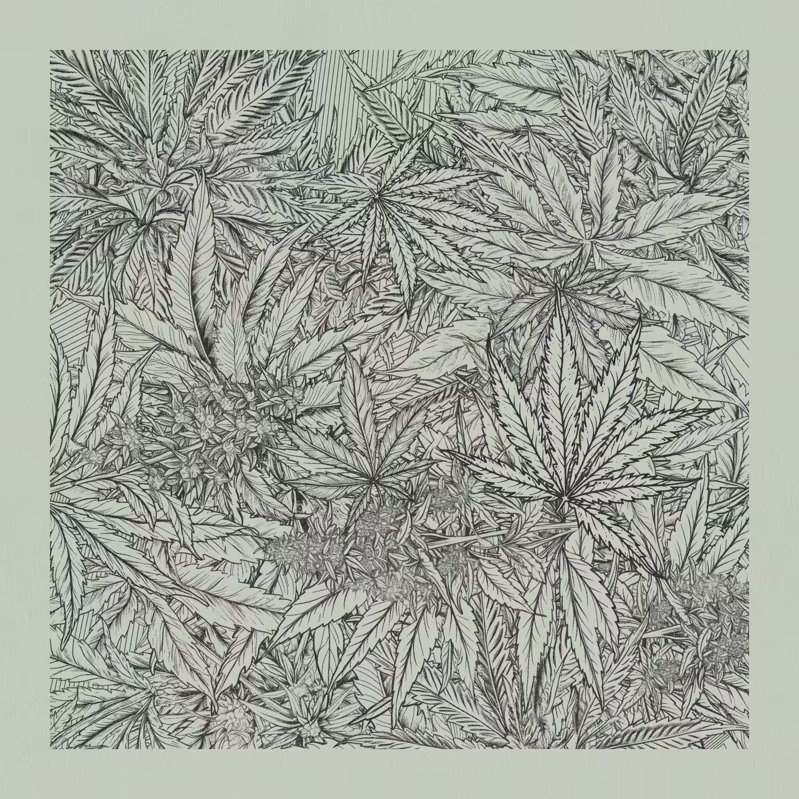 zancannabis #411