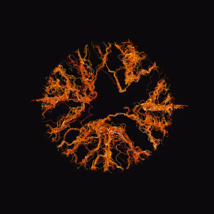 Ginseng #13