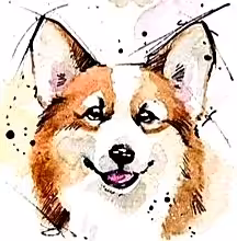 ODs#005 Pembroke Welsh Corgi