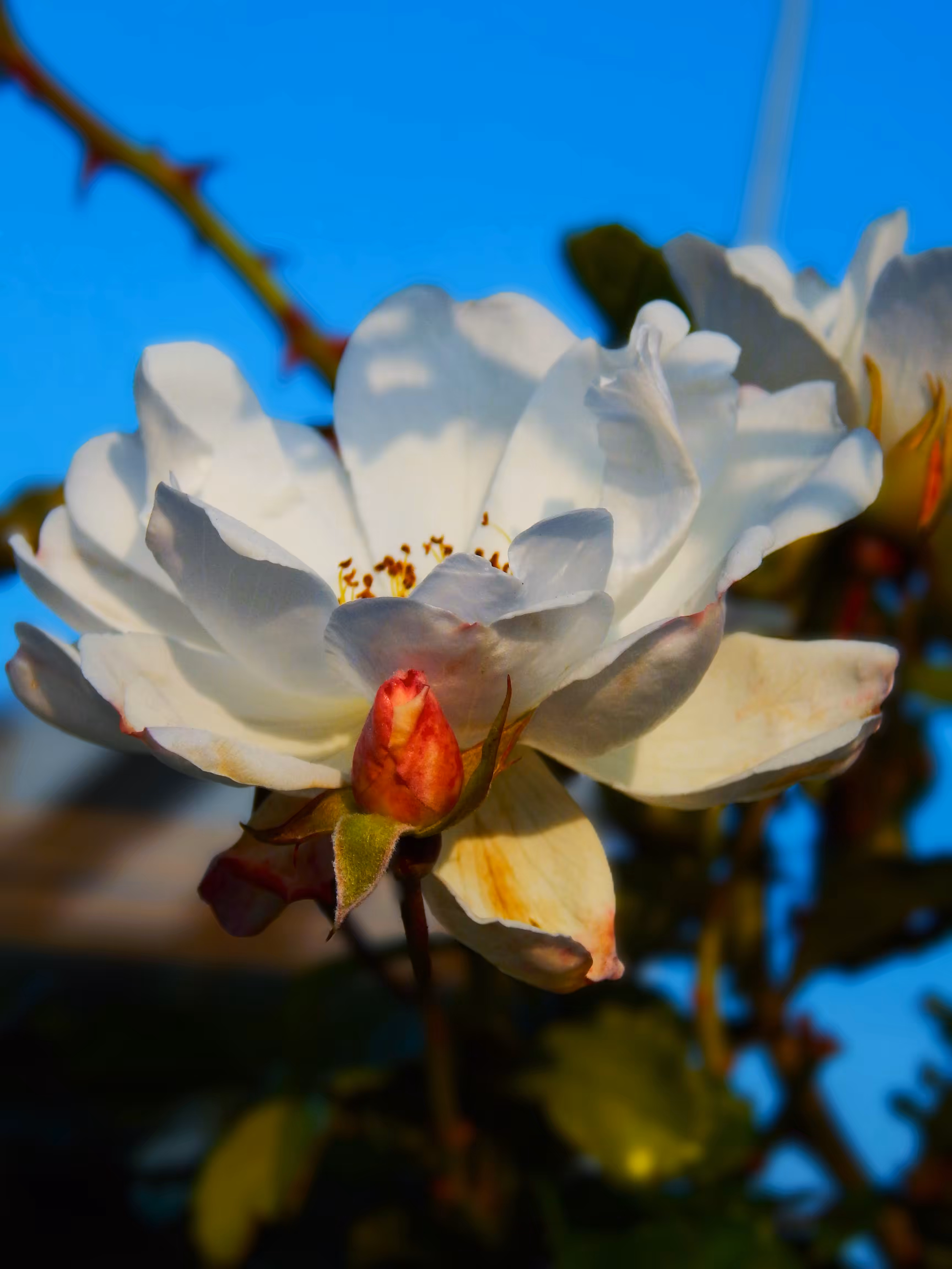 Hybrid musk rose
