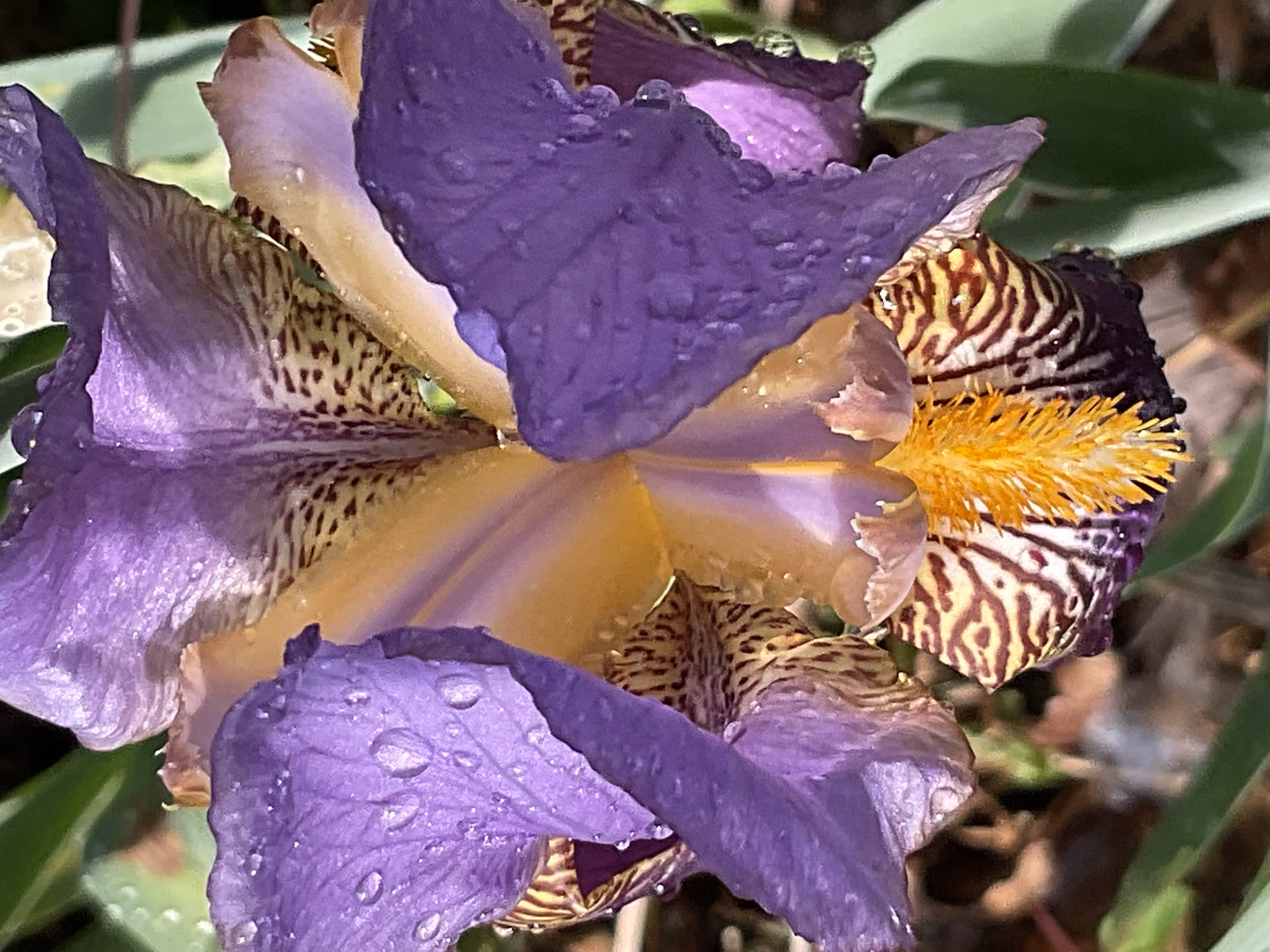 Macro Iris 1