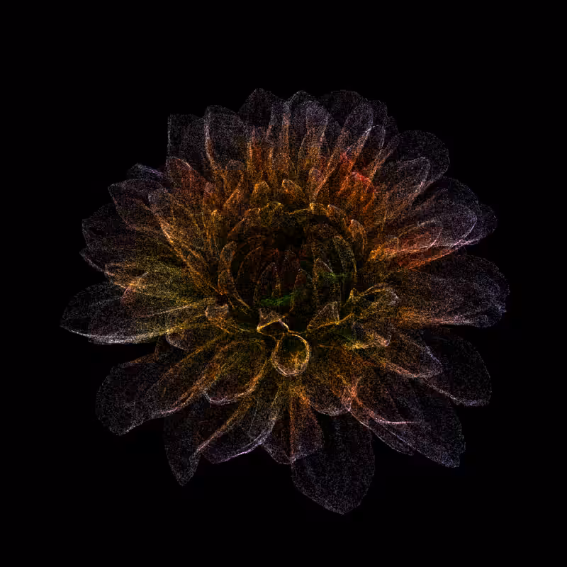 Dahlia Pinnata 30 #203