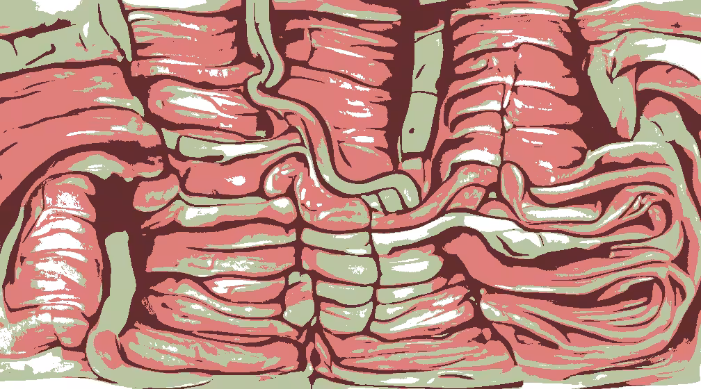 the folds of the small intestine