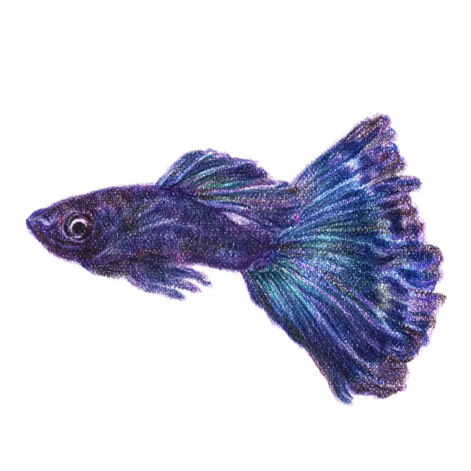 Tropical Fish Board