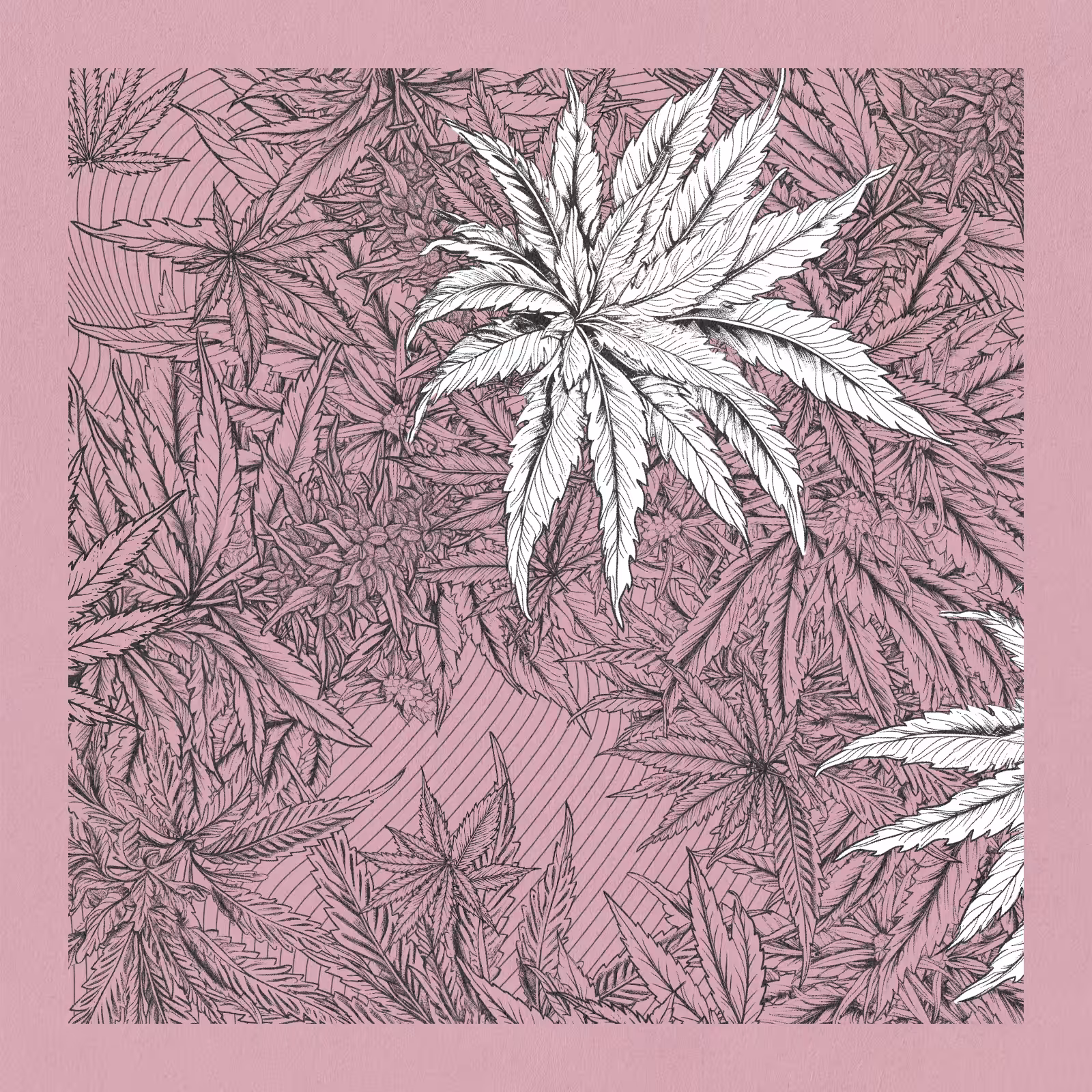 zancannabis #400