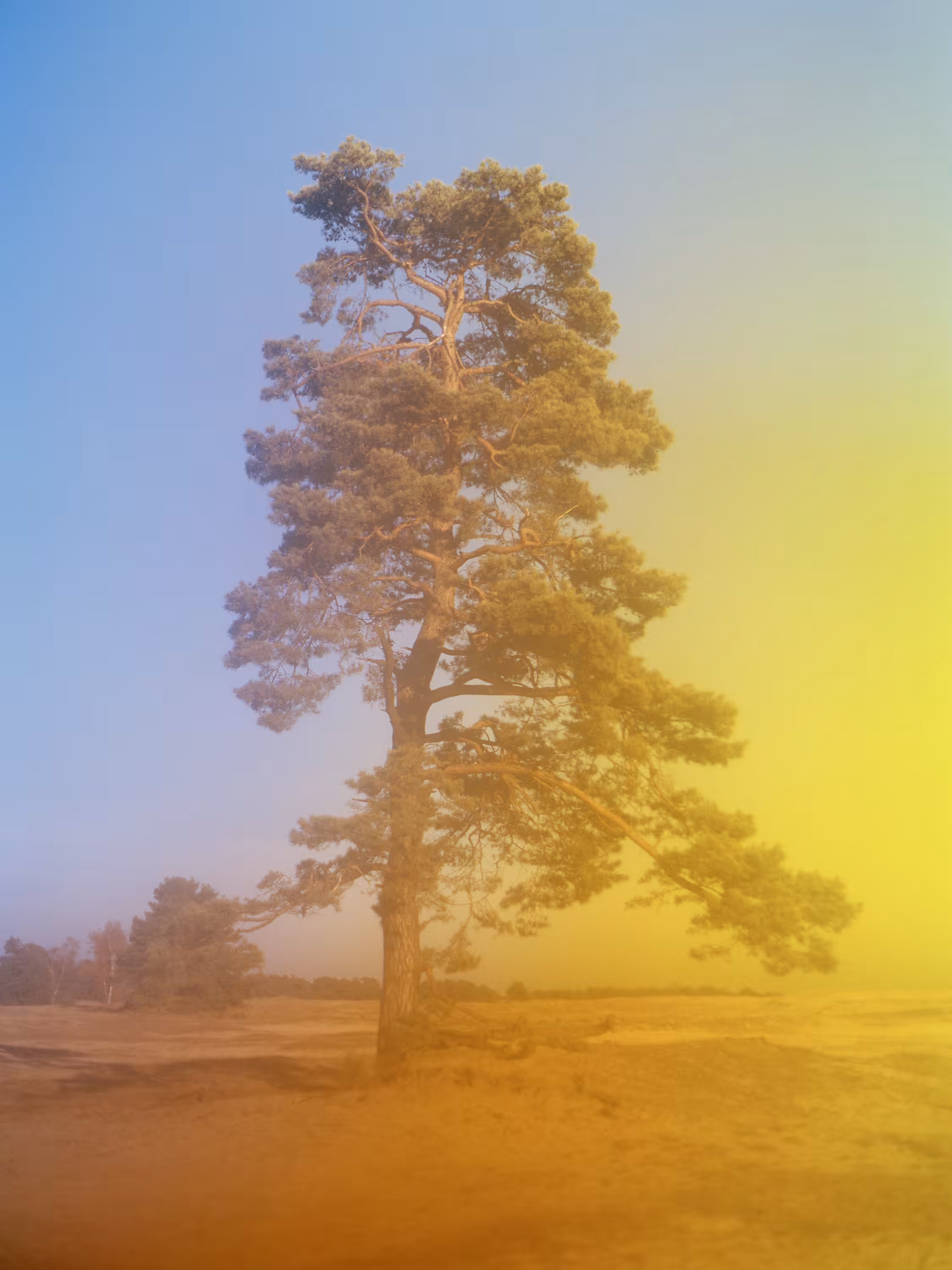 Tree (Hoge Veluwe, Netherlands)