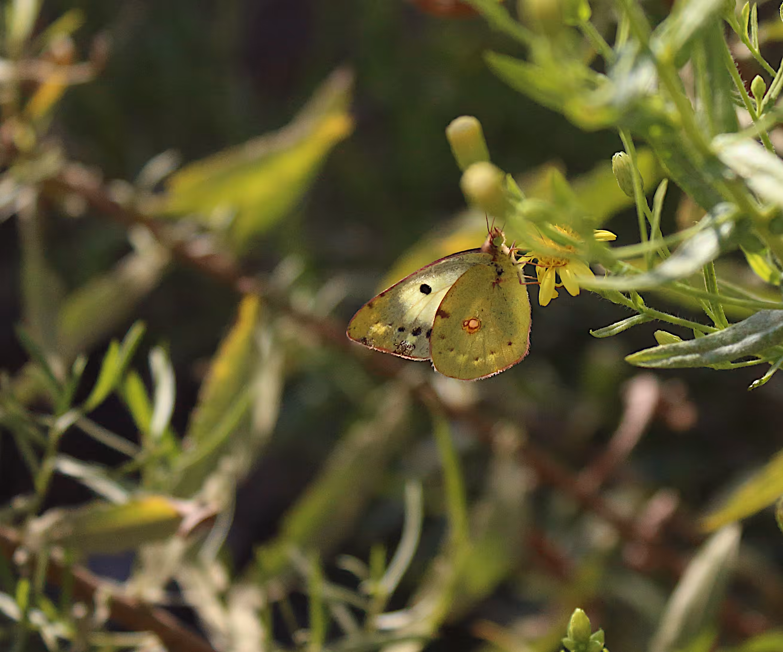 Clouded Yellow