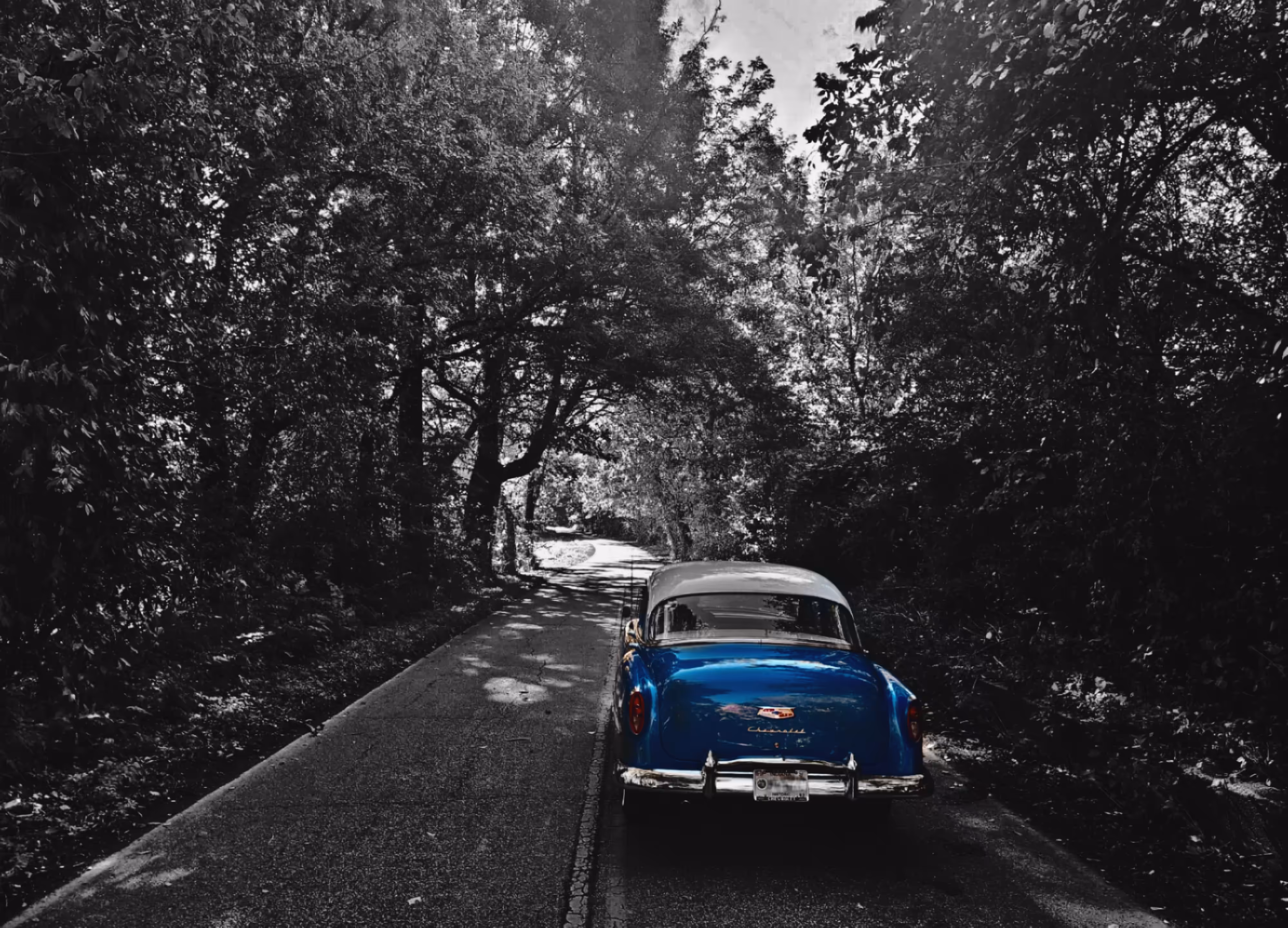 Tree Tunnel Drive 
