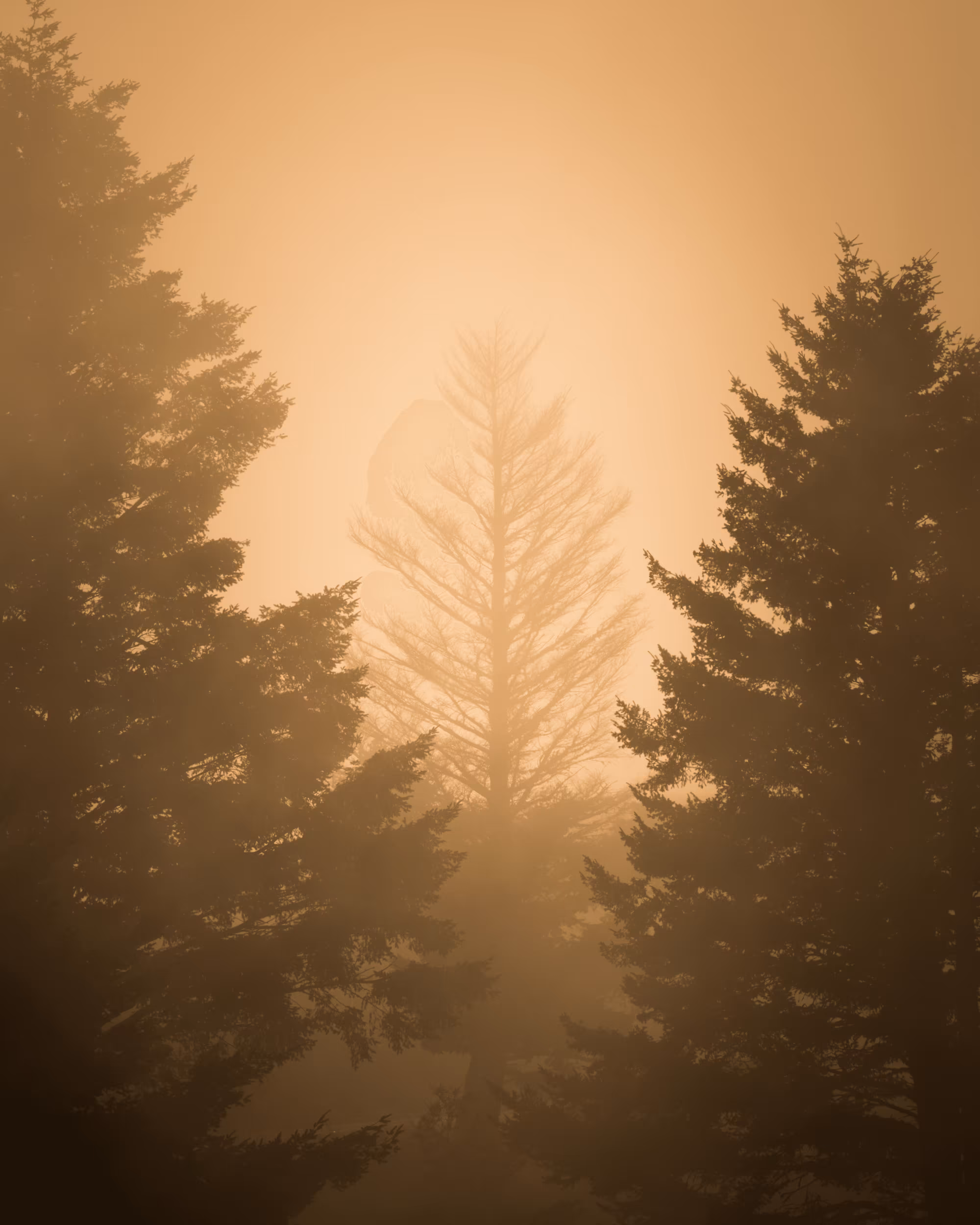 A Symphony of Fog #36