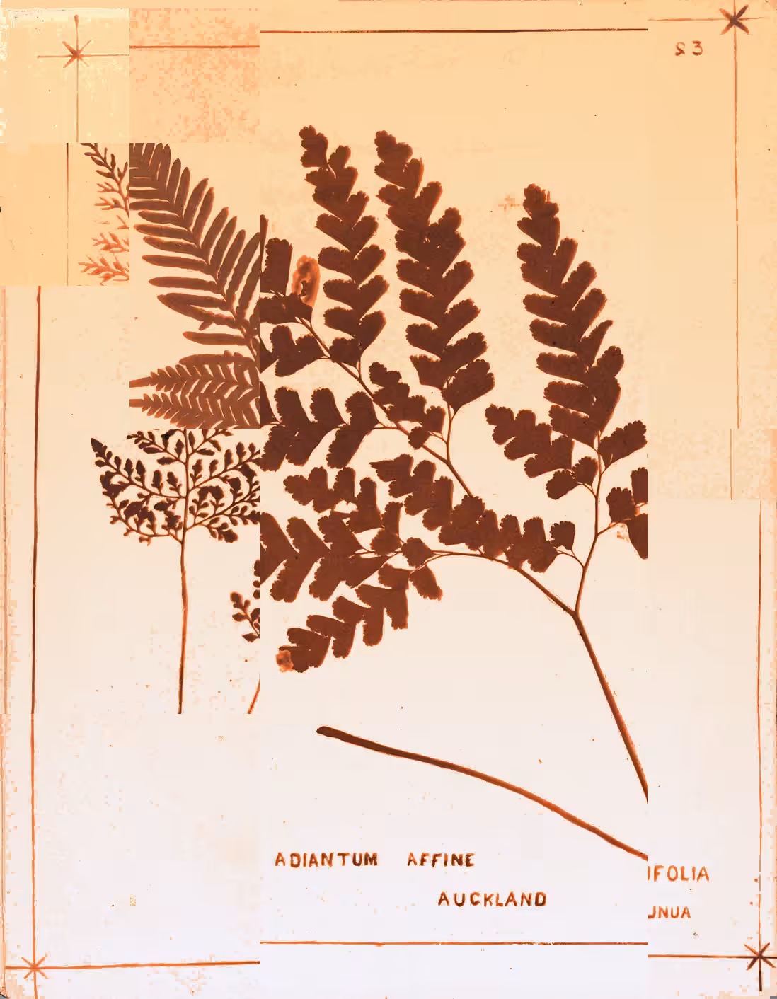 Metafern (B)