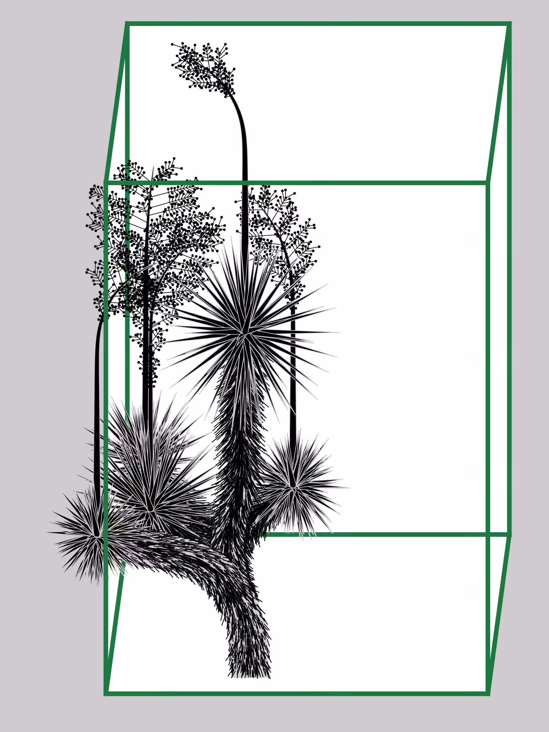 Marfa Yucca #116