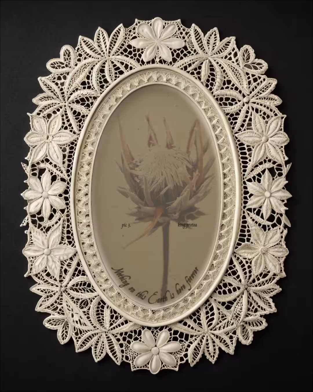king protea