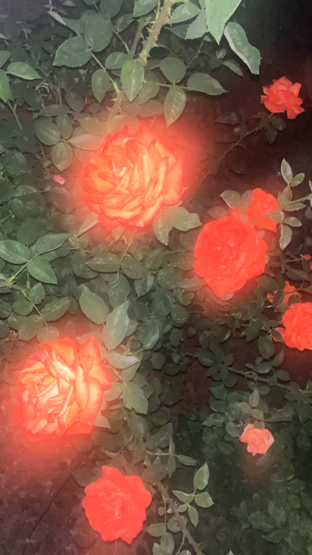Glowing Floral Symphony