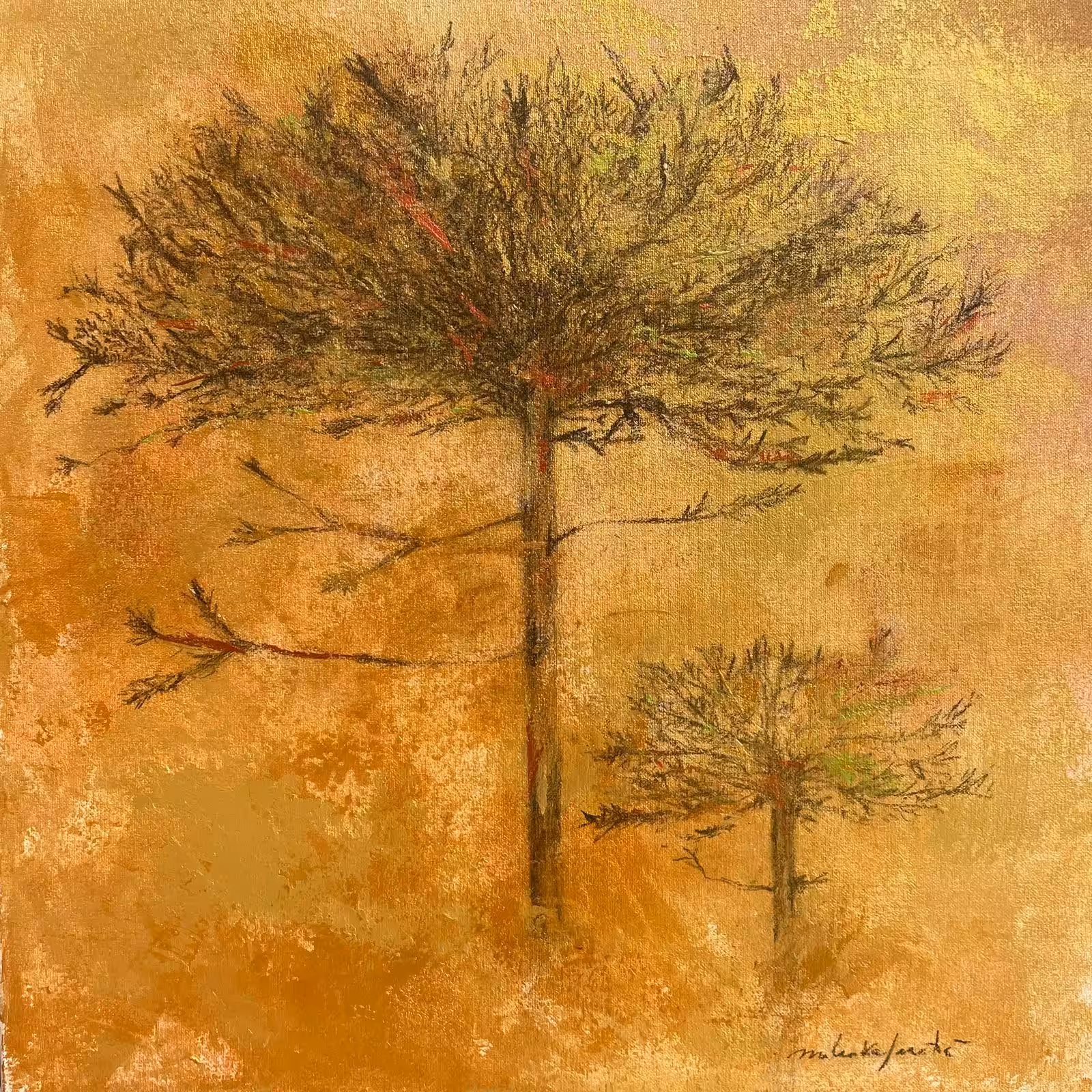 Araucaria in Gold