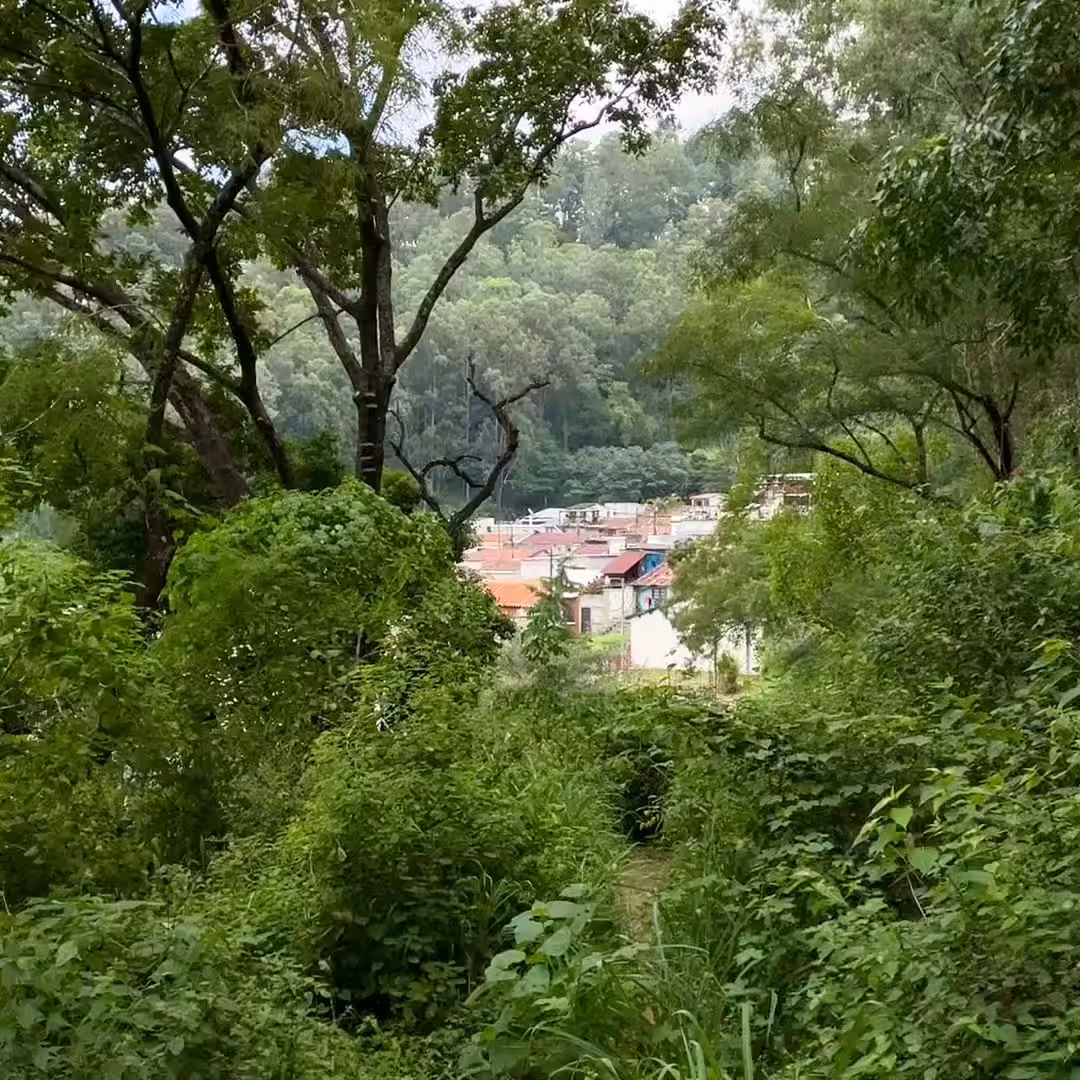 MOMENT#49(Butterflies in jungle)
