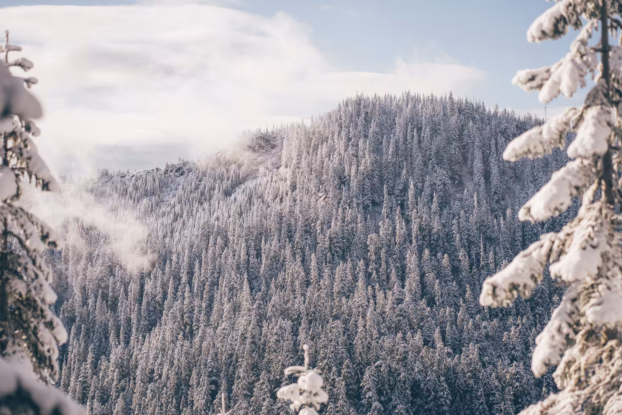 Whiteout
