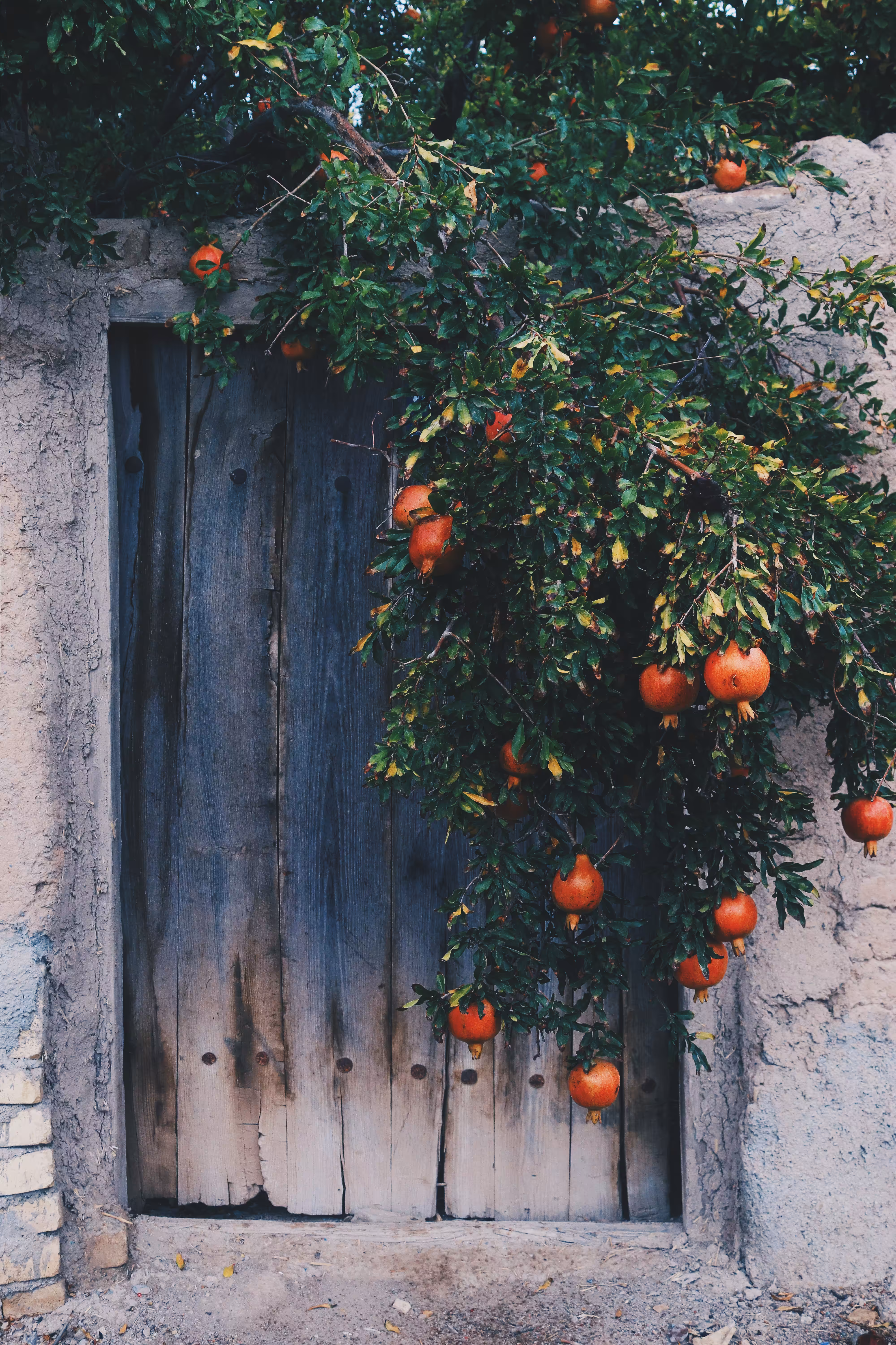 Forbiden fruit