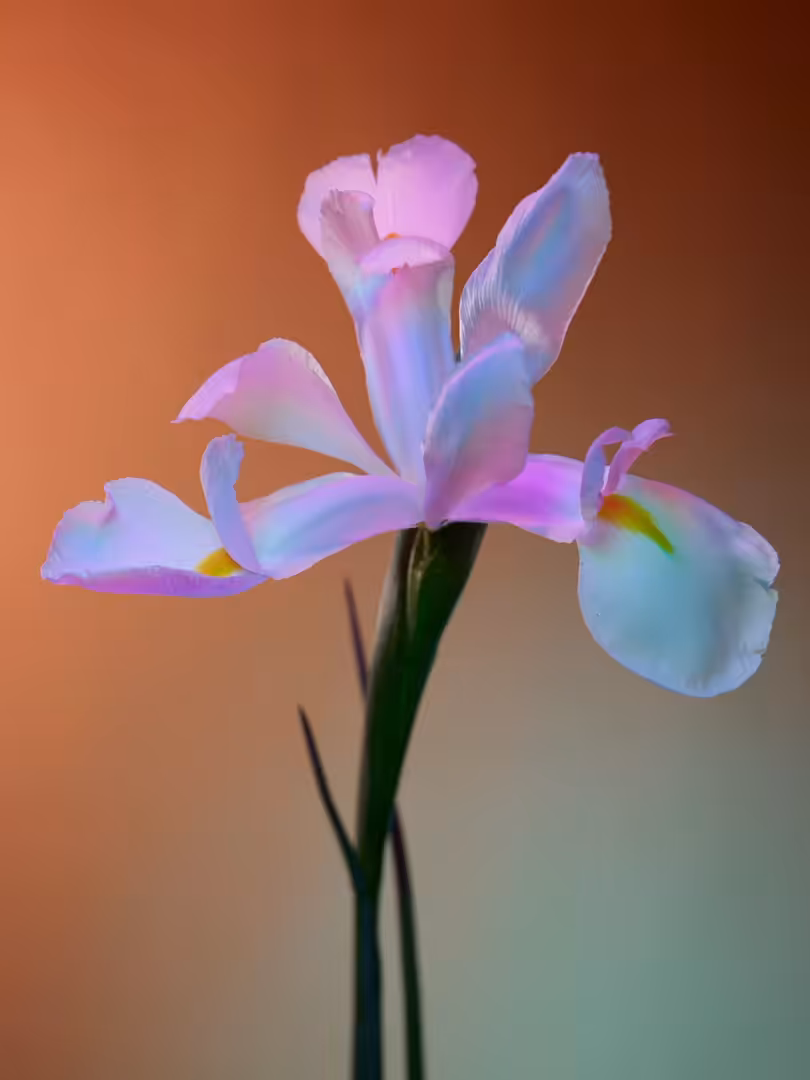 February 2020.  White Iris.