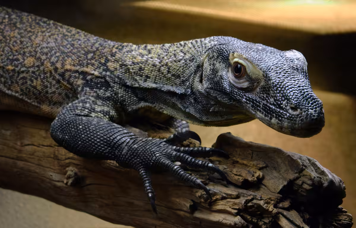 Juvenile Komodo Dragon
