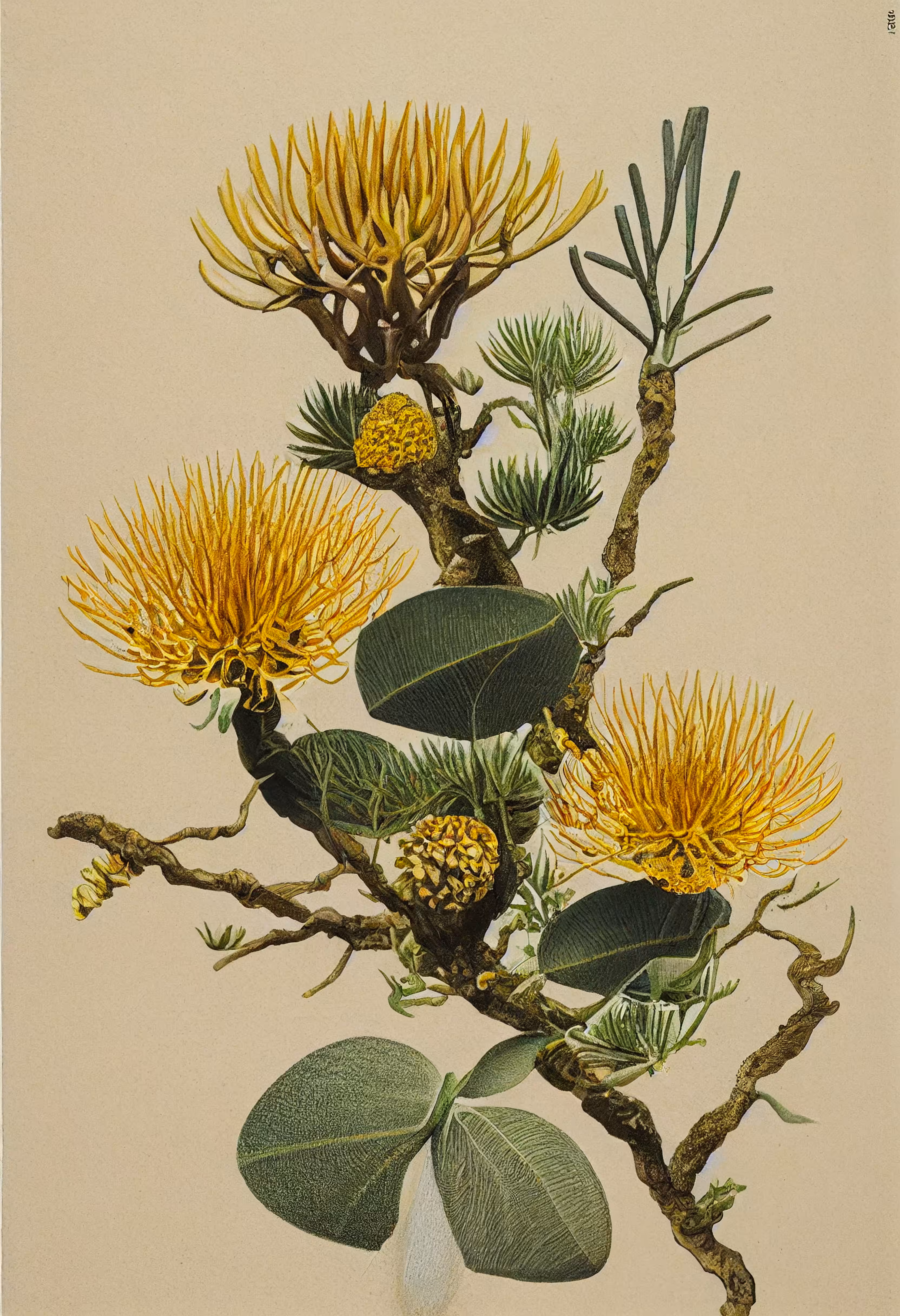 Sandy Bloom