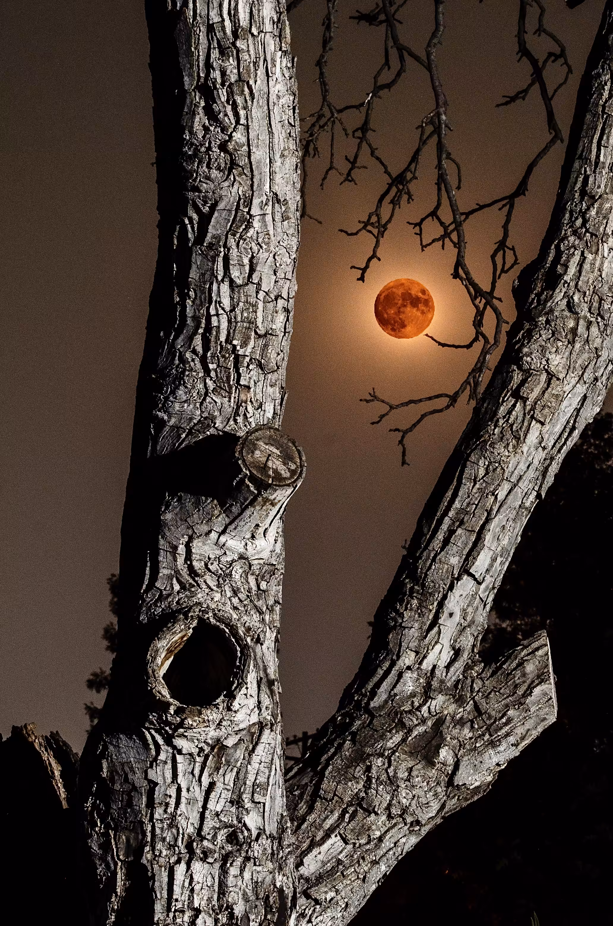 Red Moon Rising