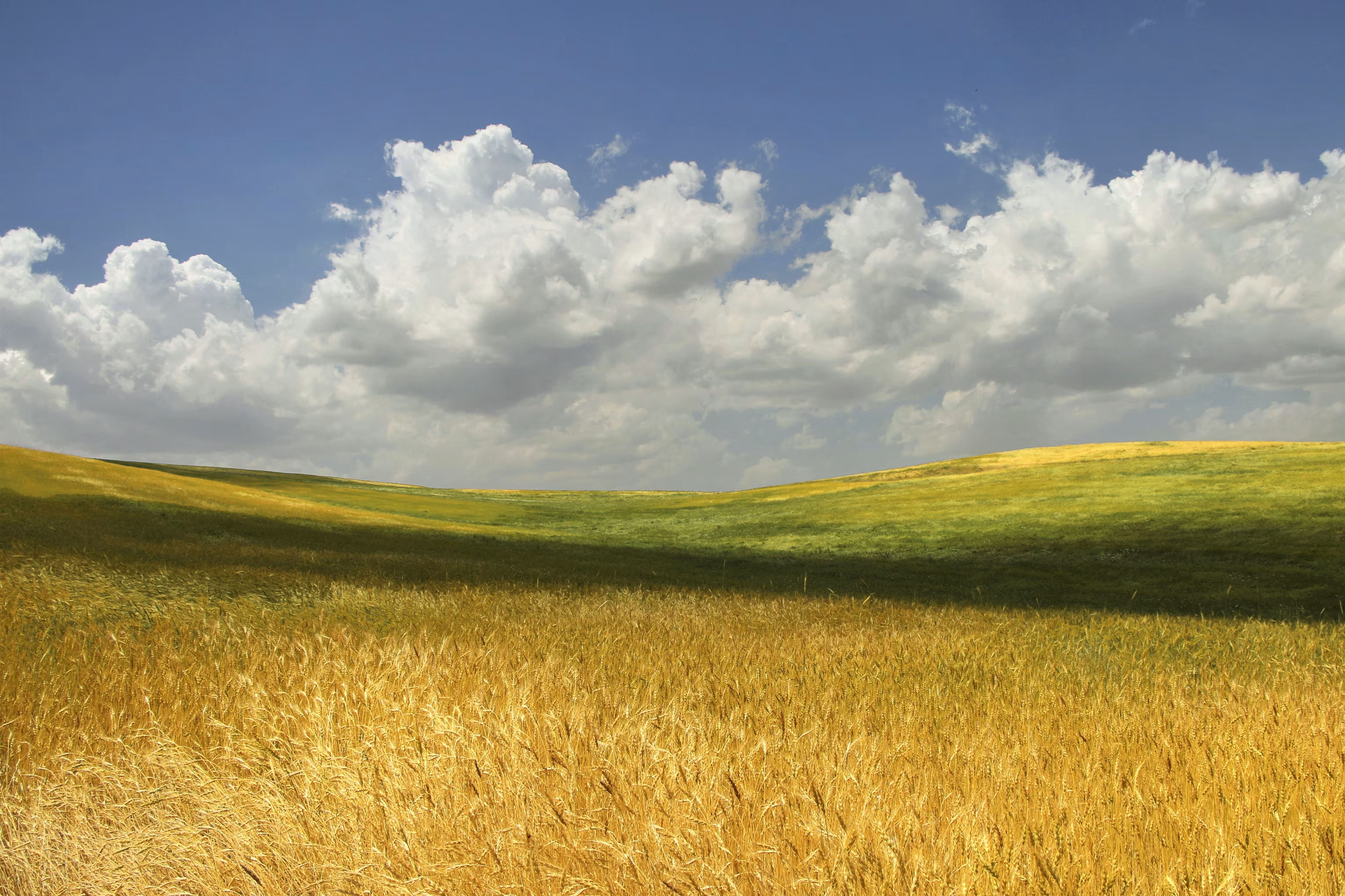 Wheat field