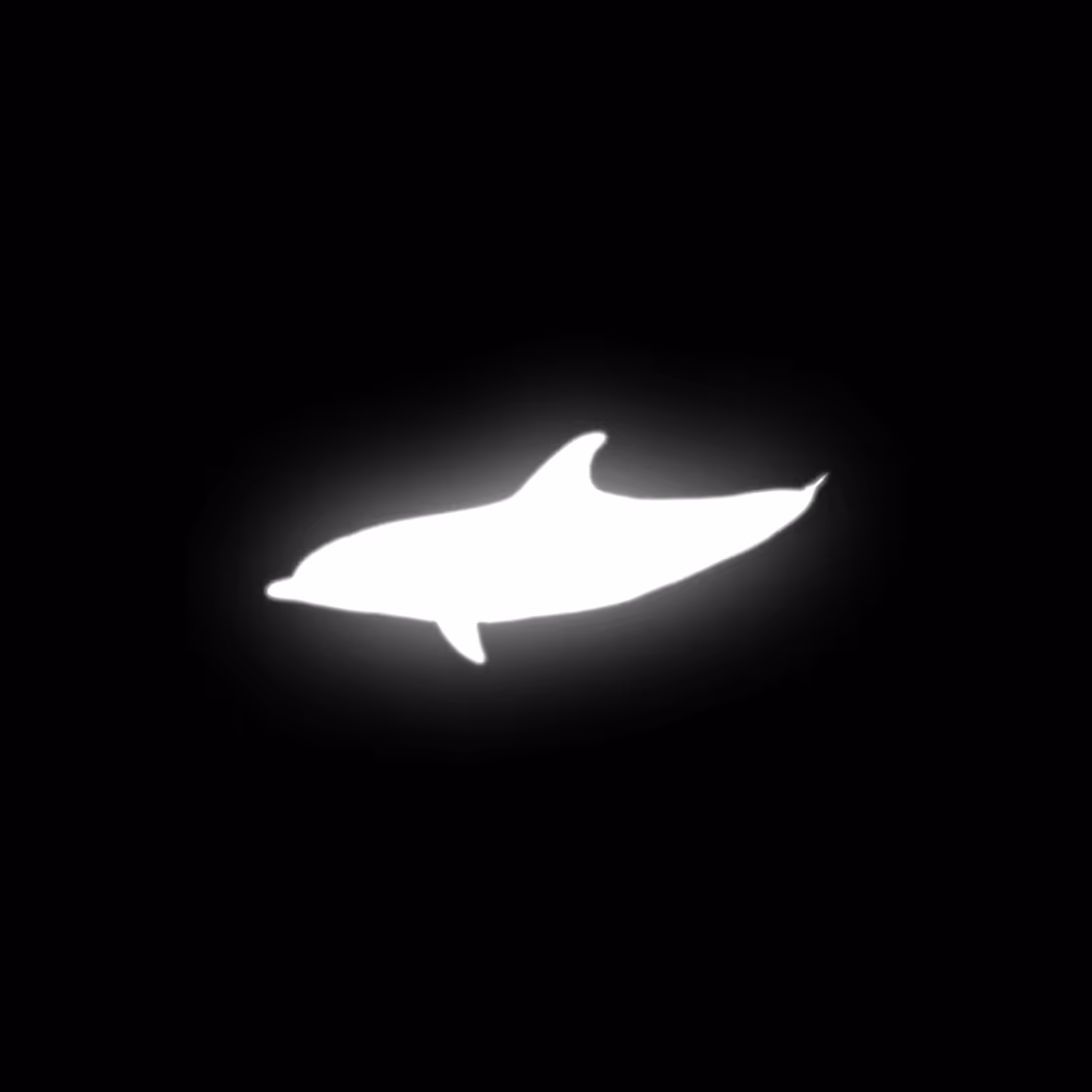 Dolphin 023
