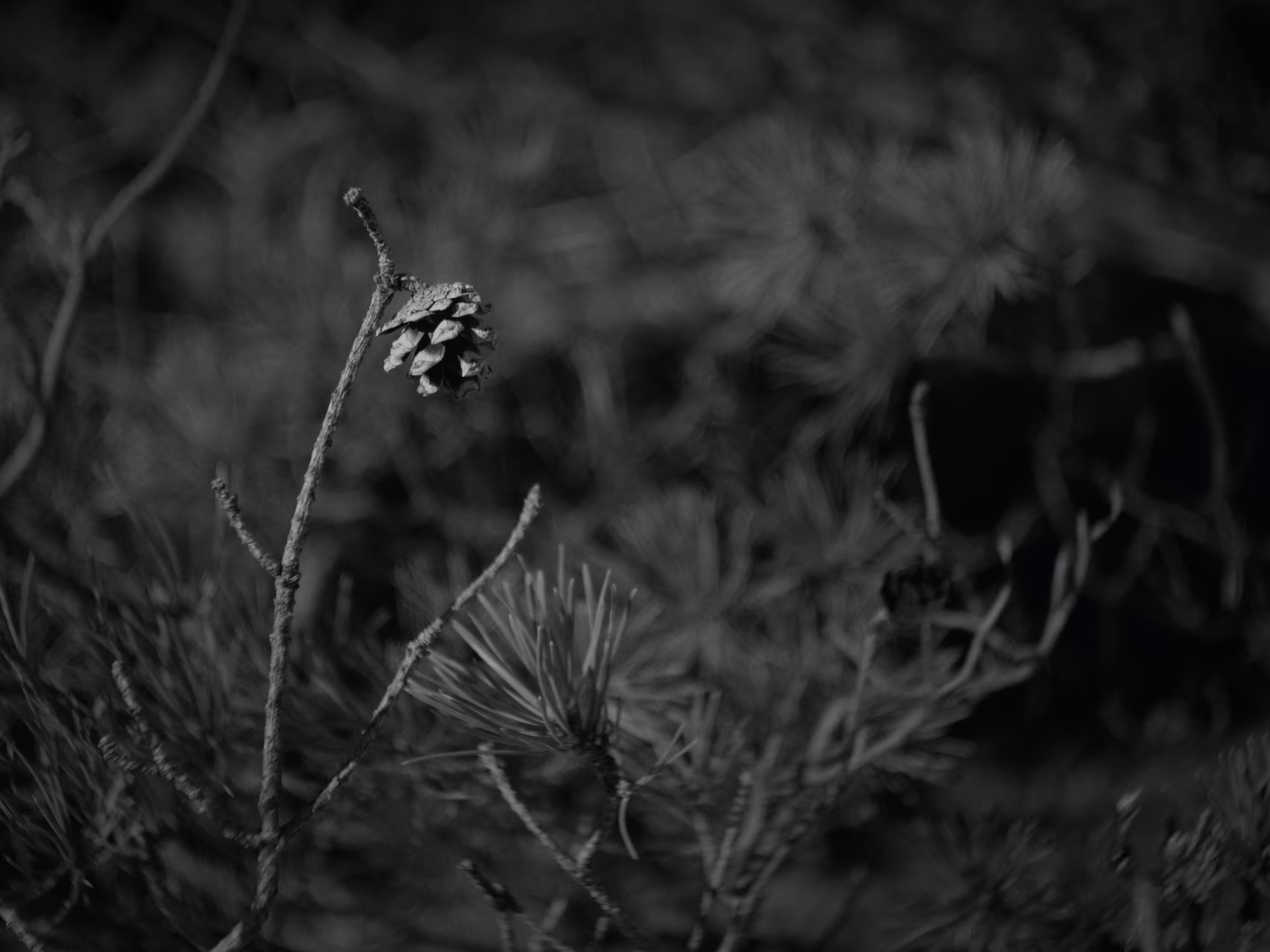 SNAP/0026