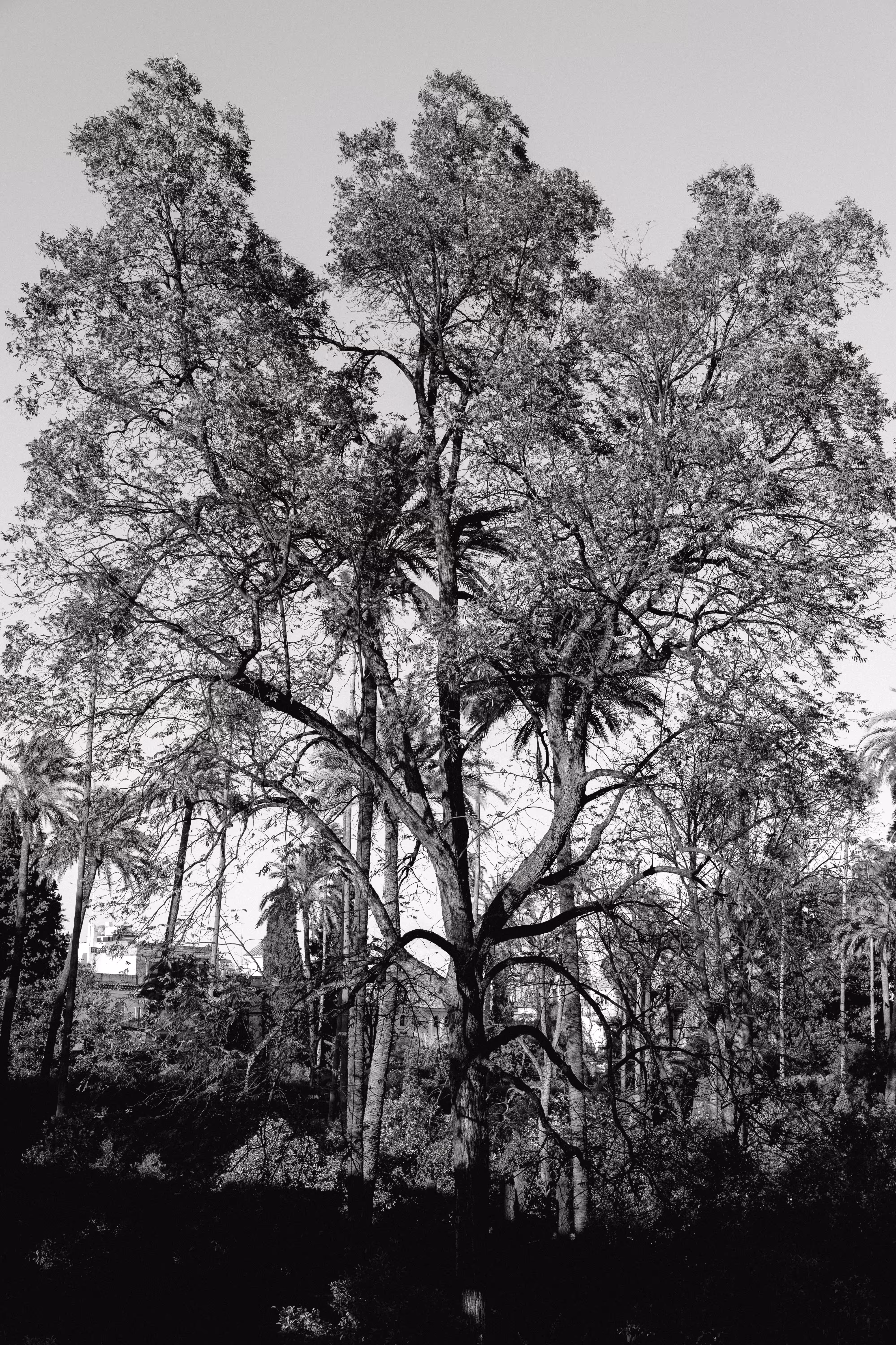 Trees