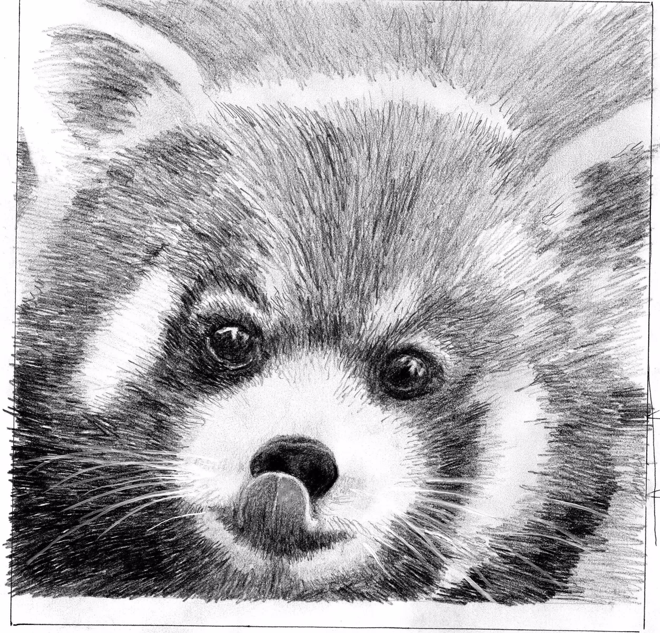 Red Panda