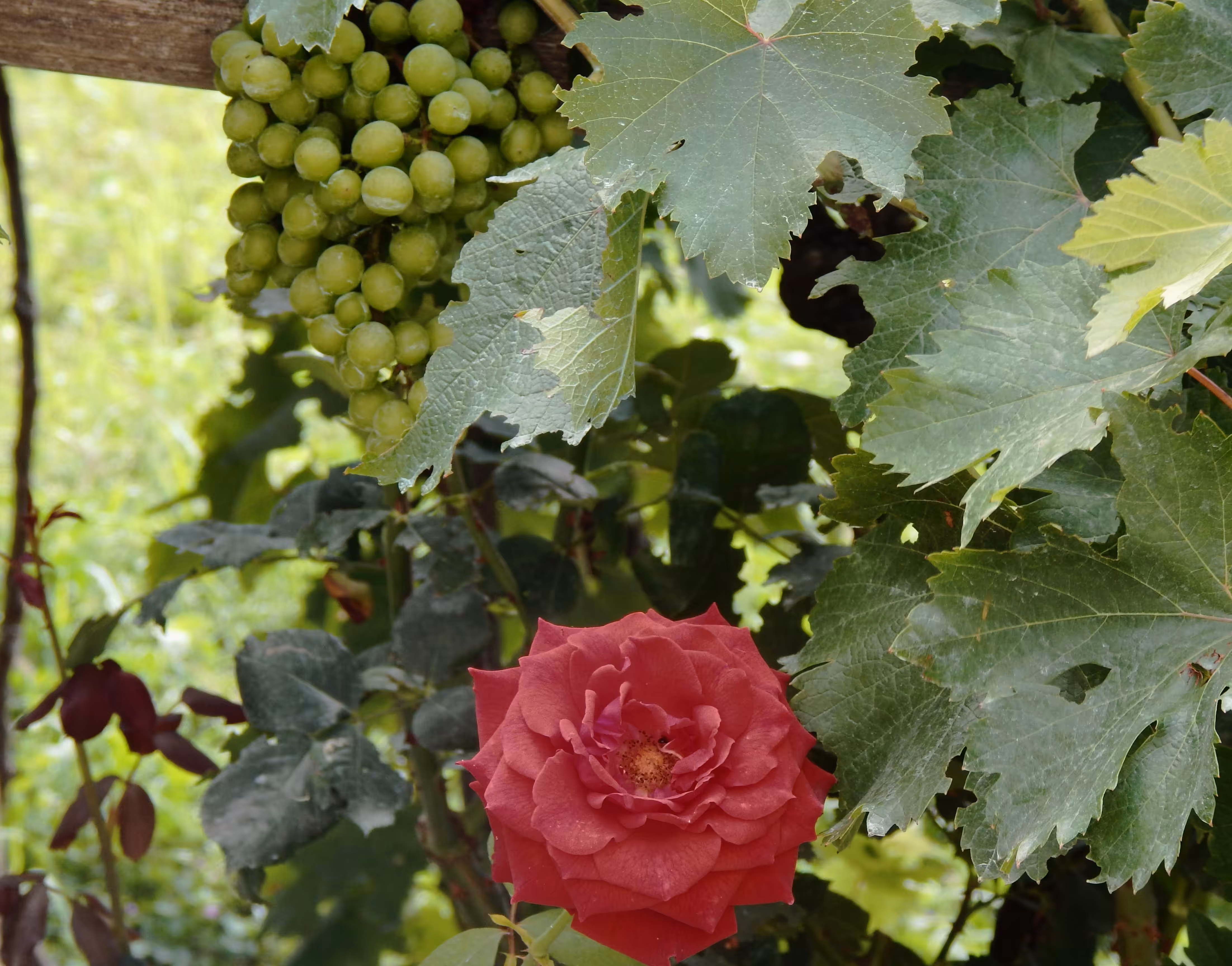 Grapevine with a rose