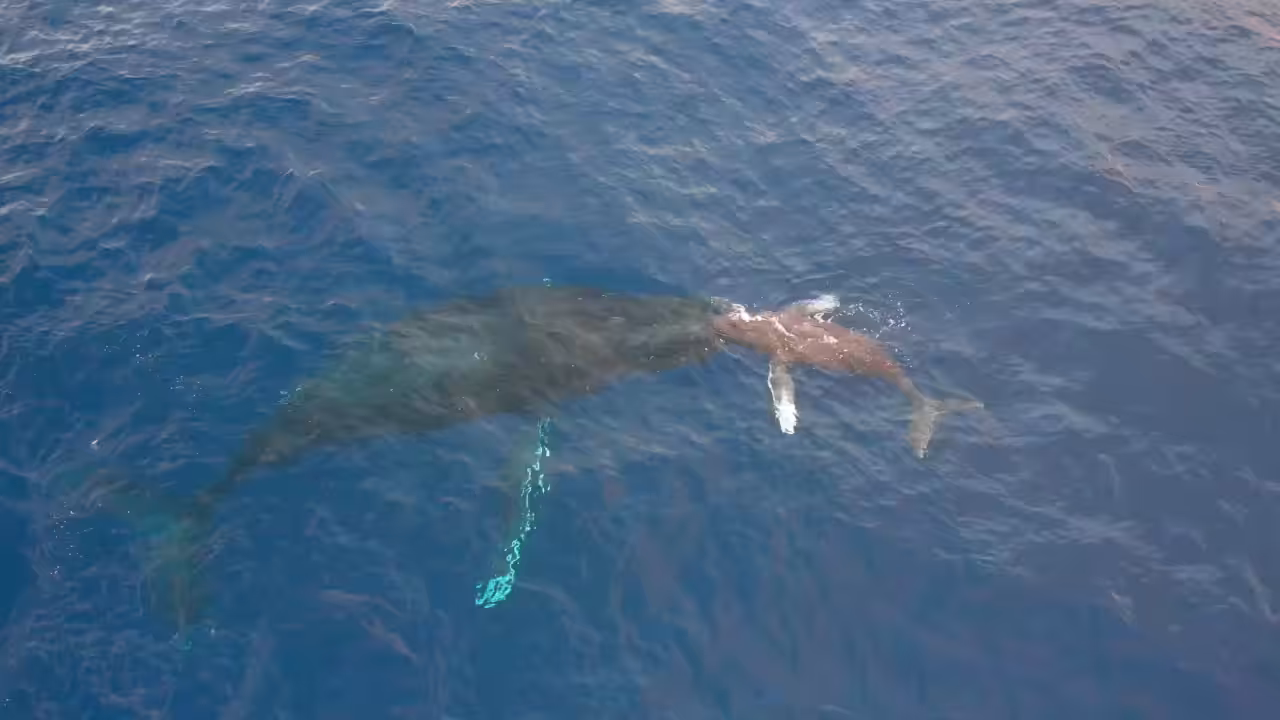 Rare Video of Mother Calf First Interaction