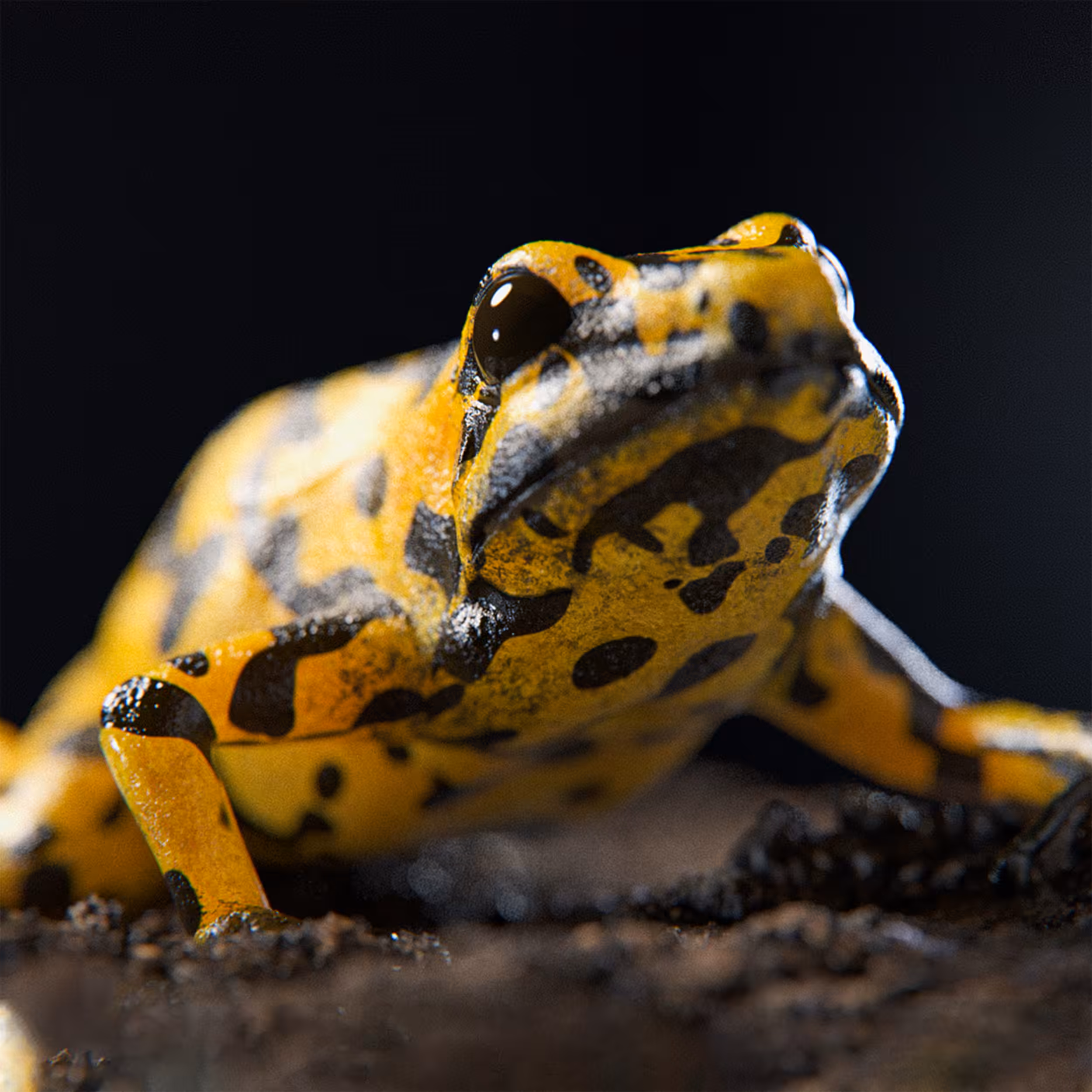 Phyllobates terribilis