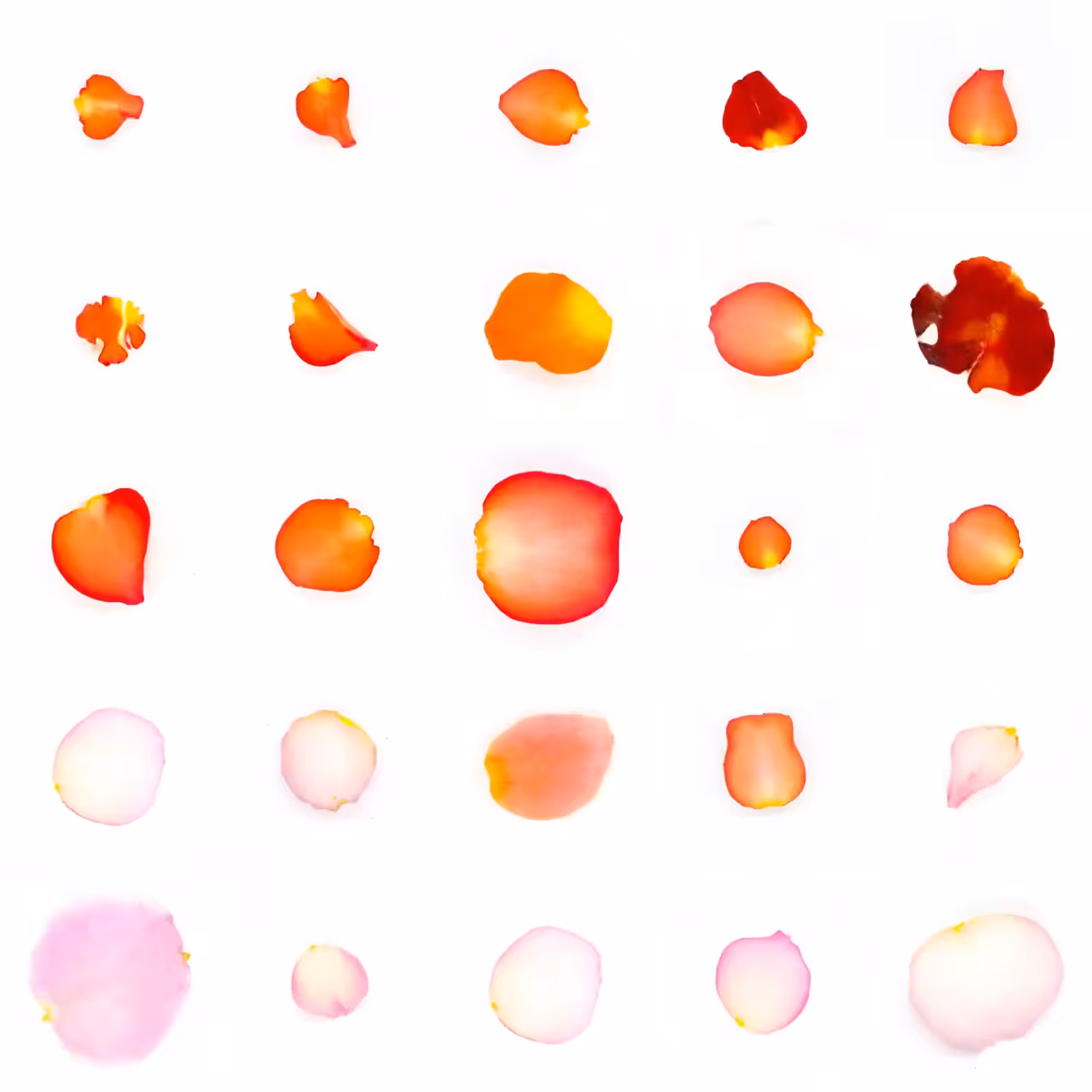 Infinite Petals 5x5#21628