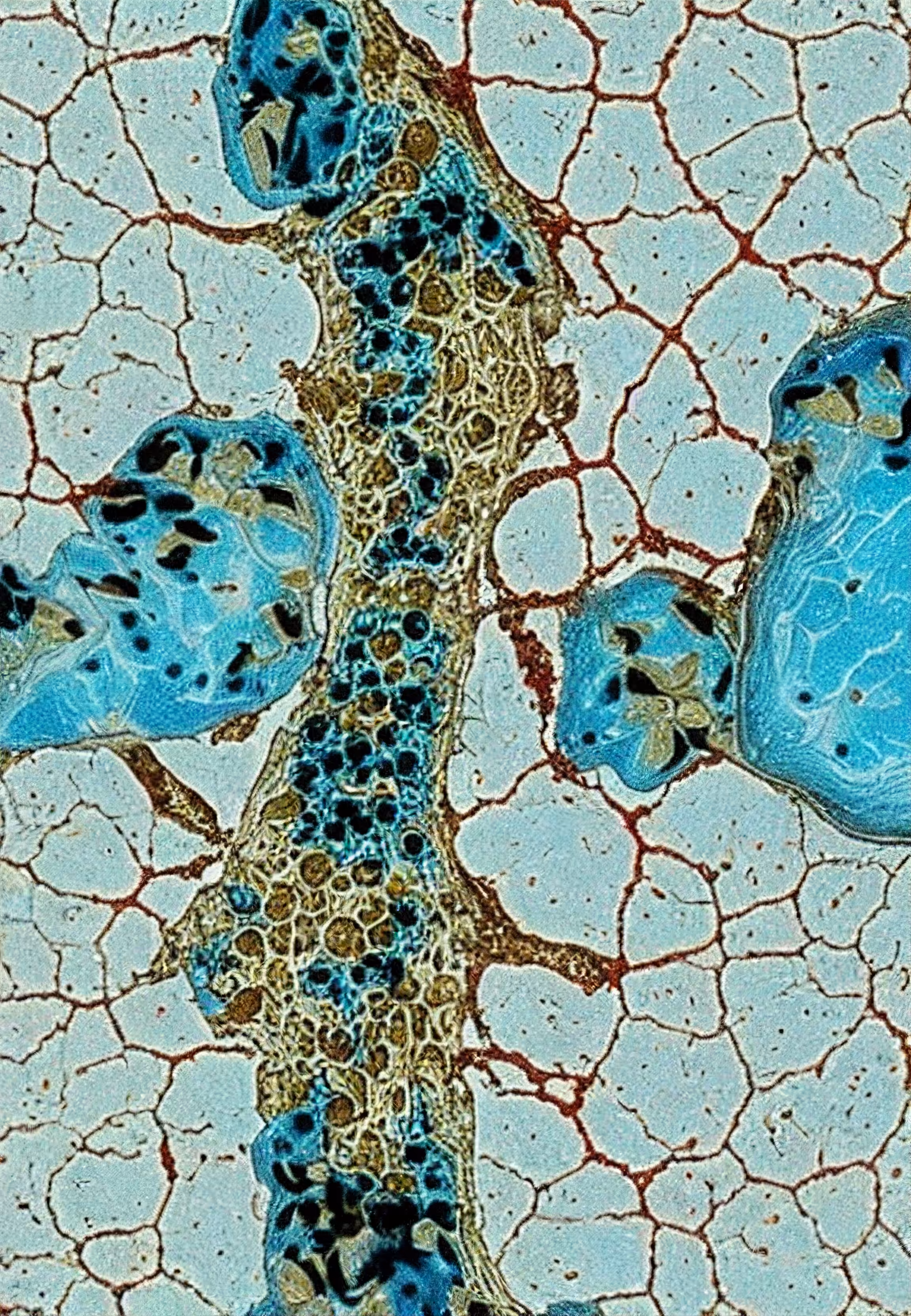 Histologia In Silico #64