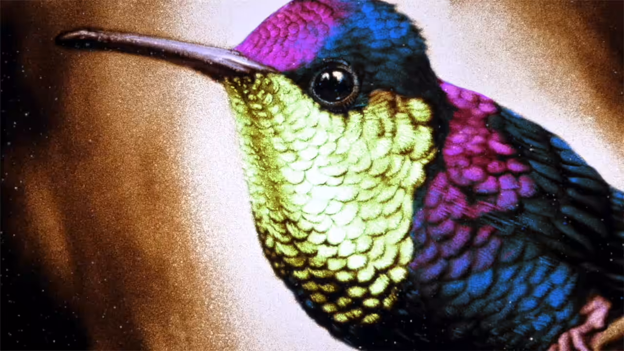 Violet Crowned Woodnymph