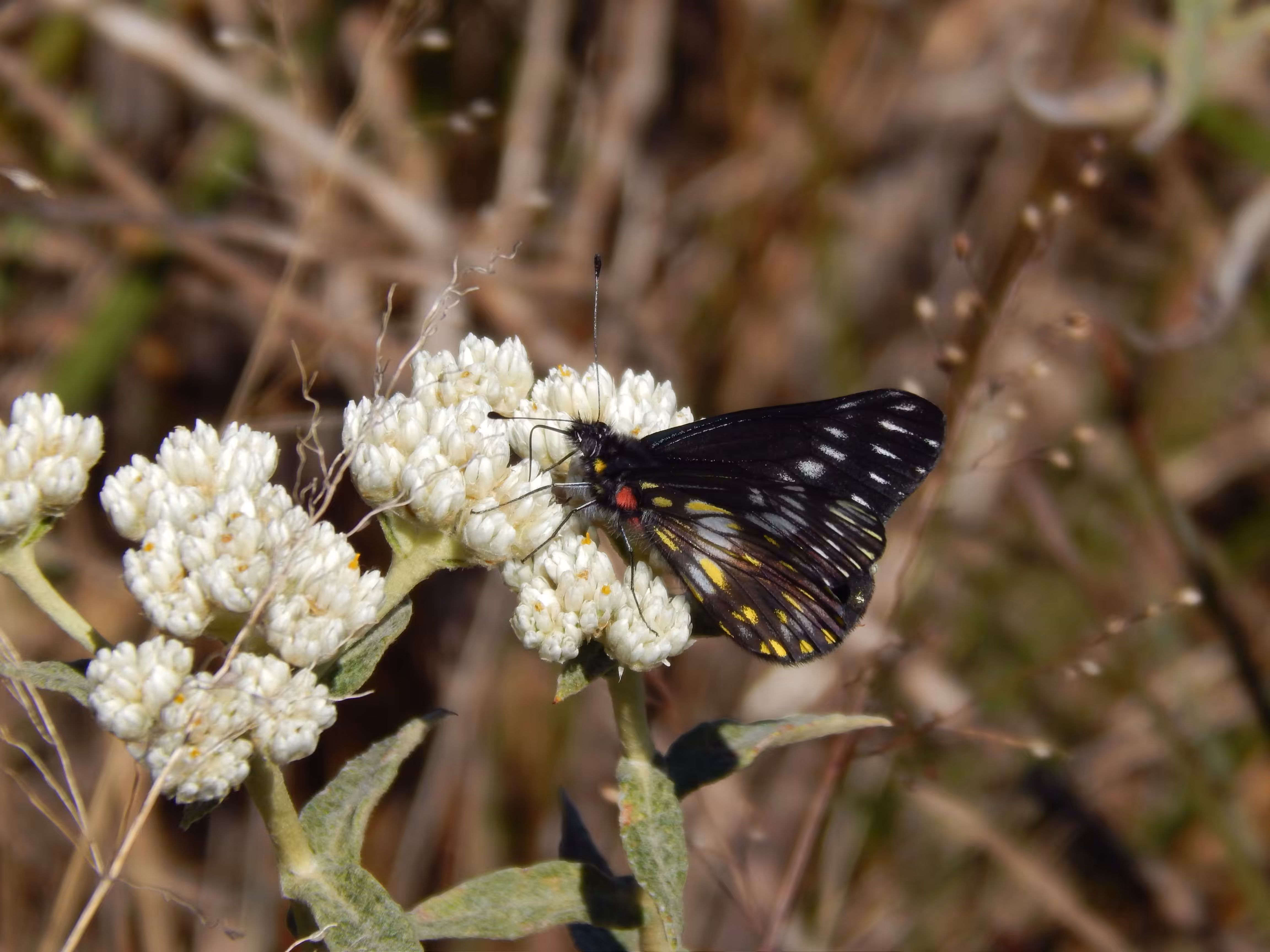 Entomophily